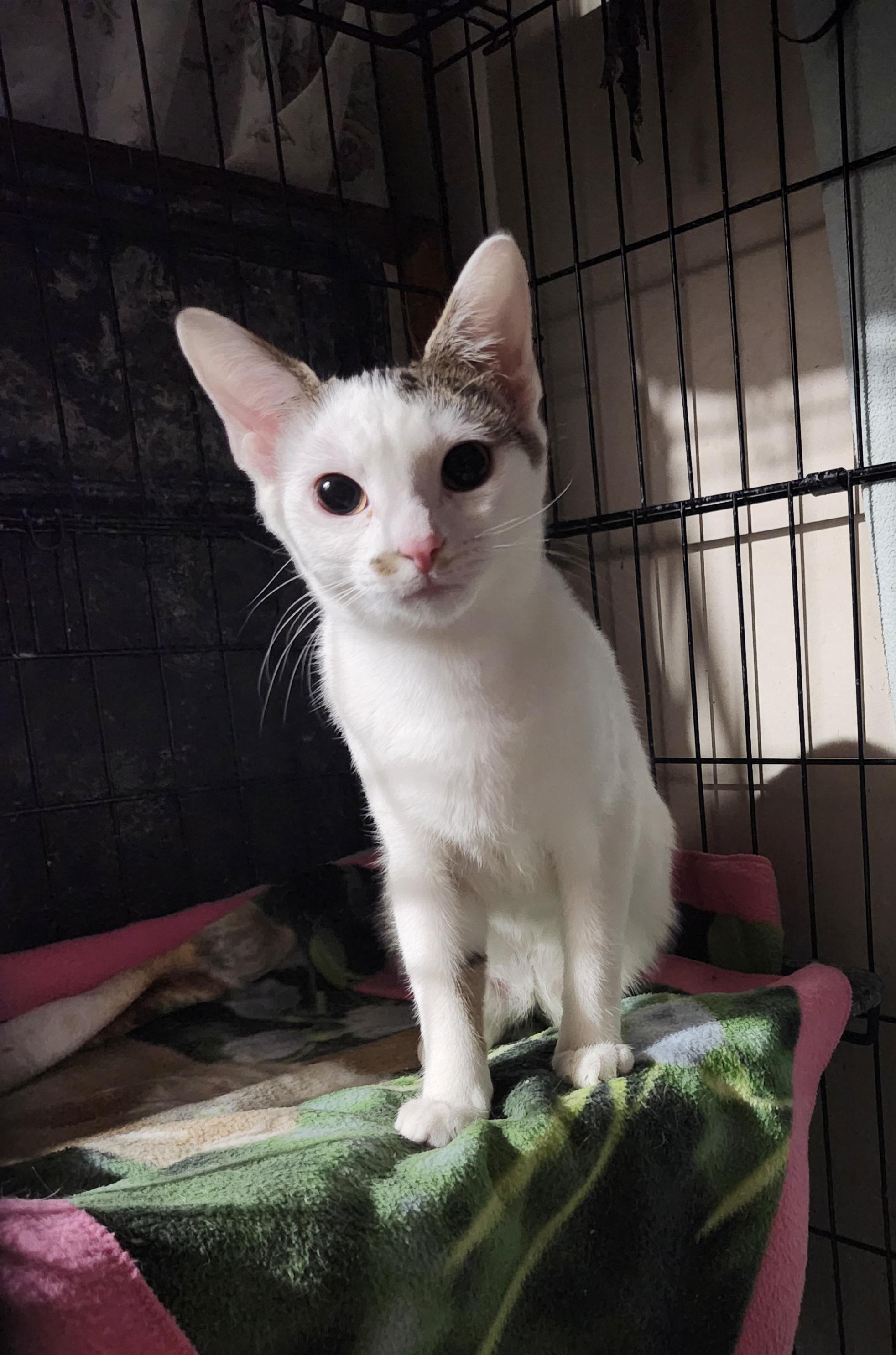 Enlarge Feta, a Adoptable Domestic Short Hair in East Brunswick, NJ image 5/6