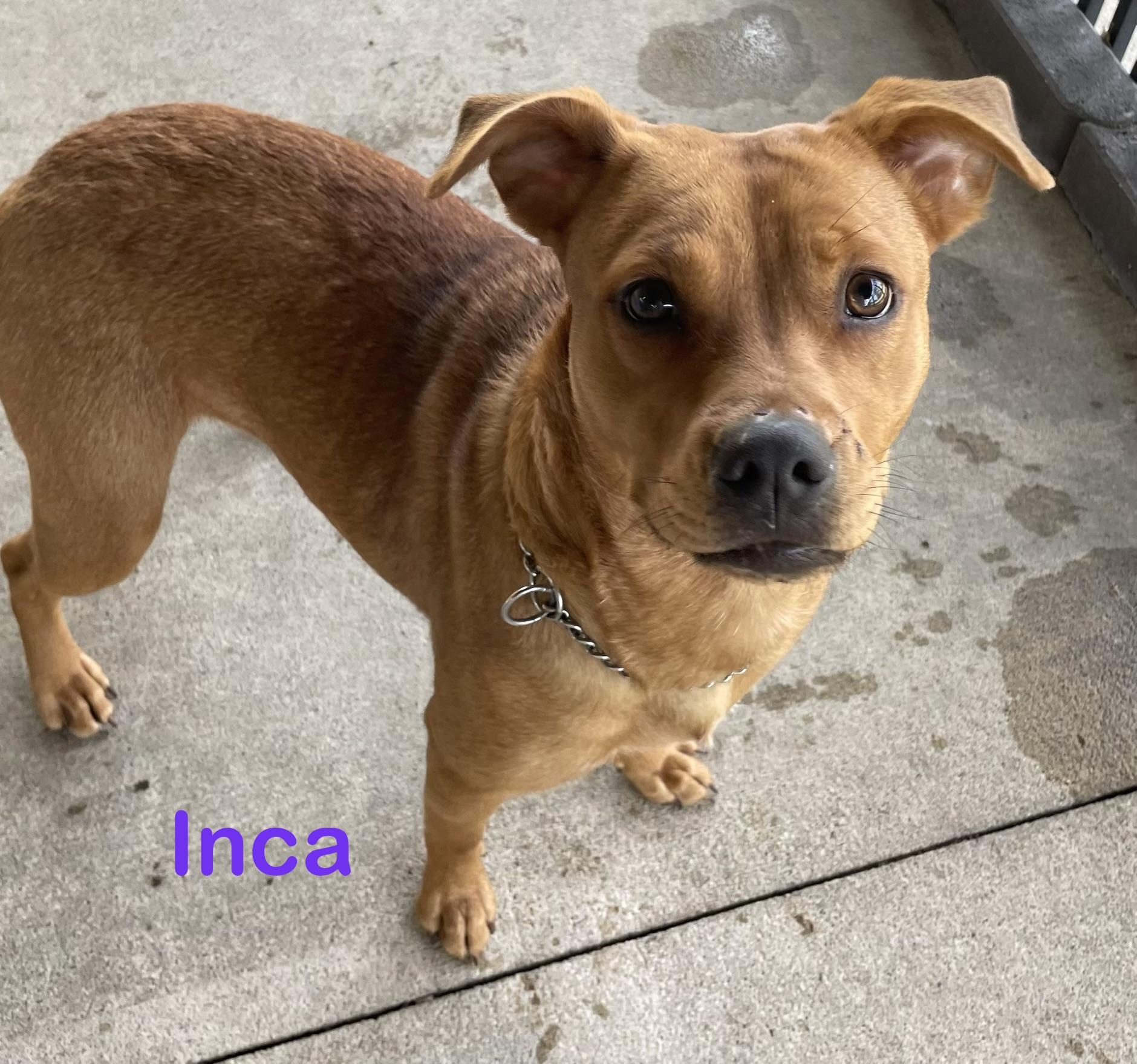 Inca. AVAILABLE , a ADOPTABLE Terrier in Canton, OH image 2/6