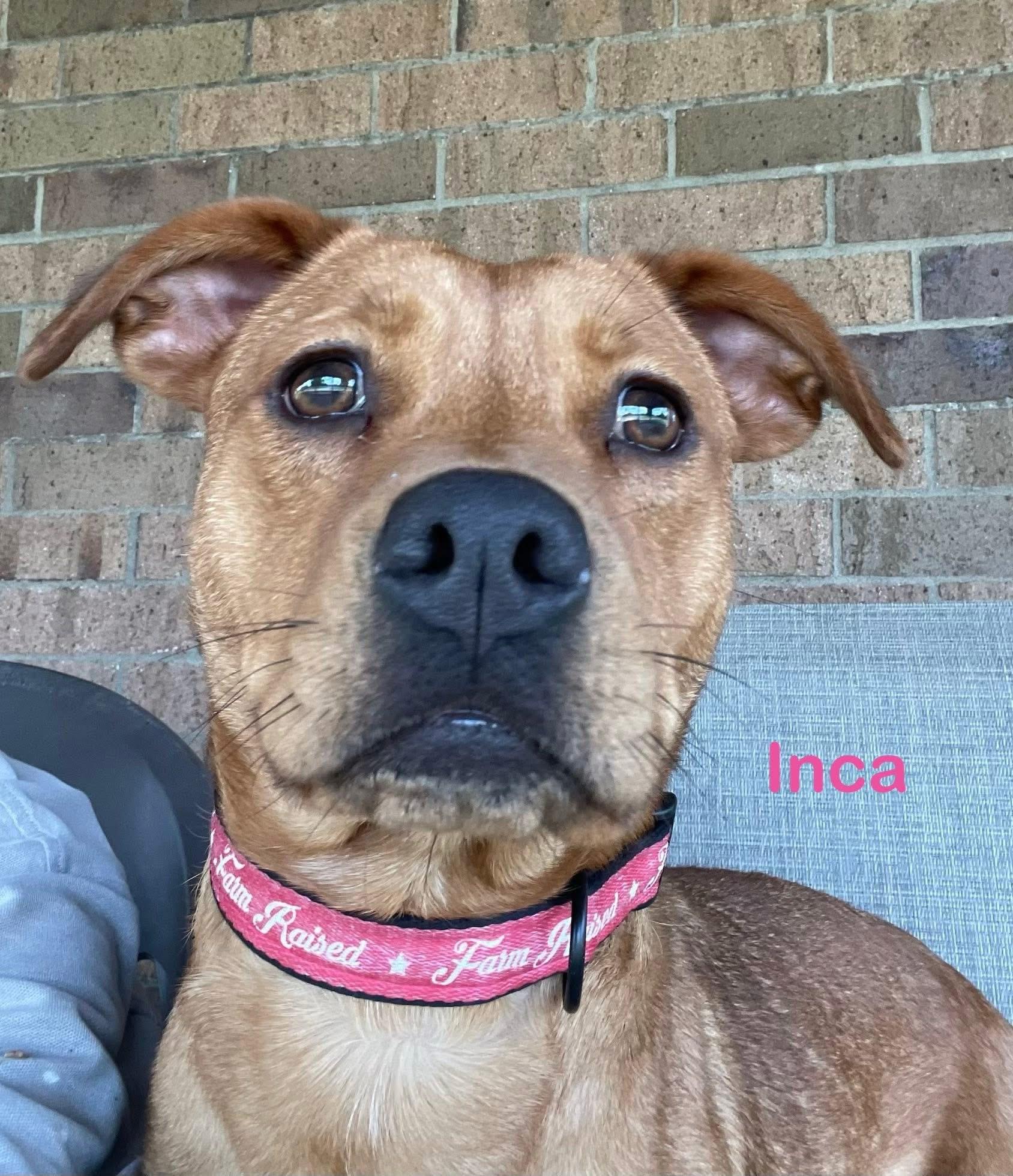 Inca. AVAILABLE , a ADOPTABLE Terrier in Canton, OH image 1/6