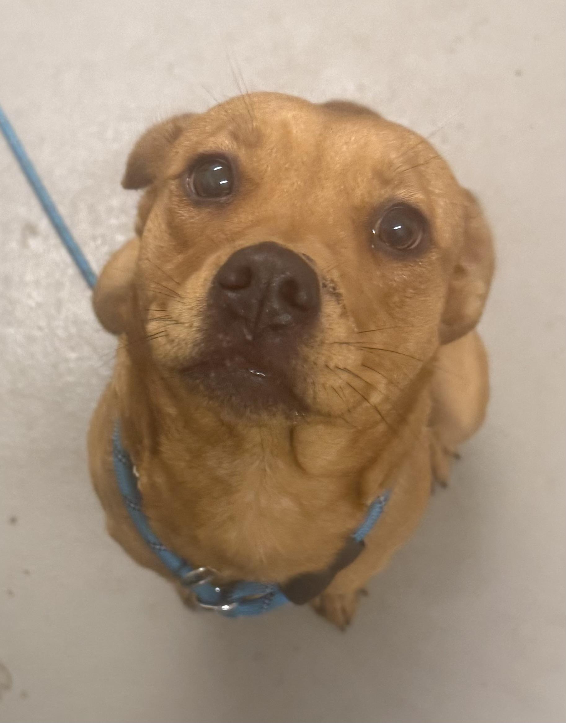 Inca. AVAILABLE , a ADOPTABLE Terrier in Canton, OH image 6/6