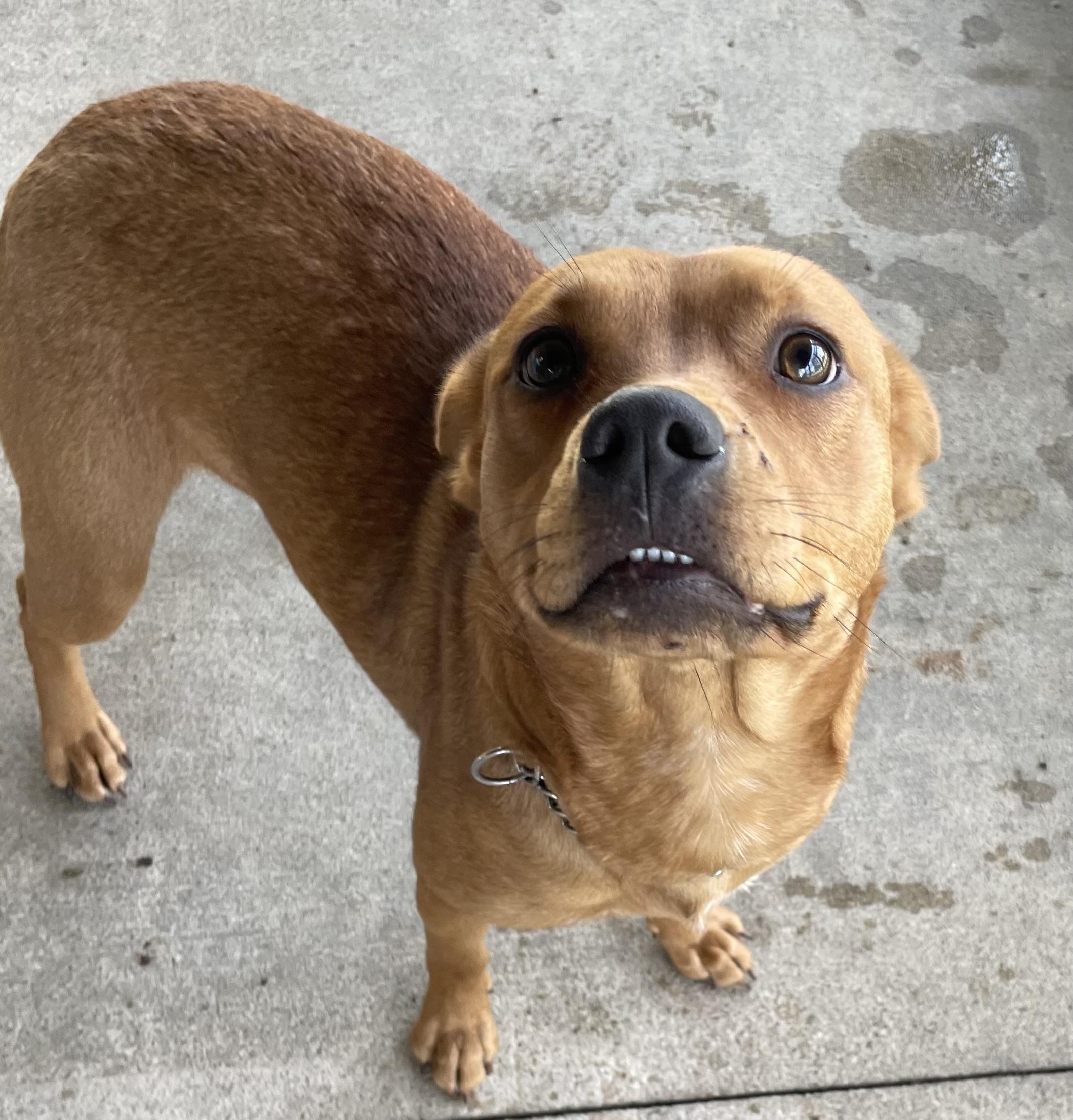 Inca. AVAILABLE , a ADOPTABLE Terrier in Canton, OH image 5/6