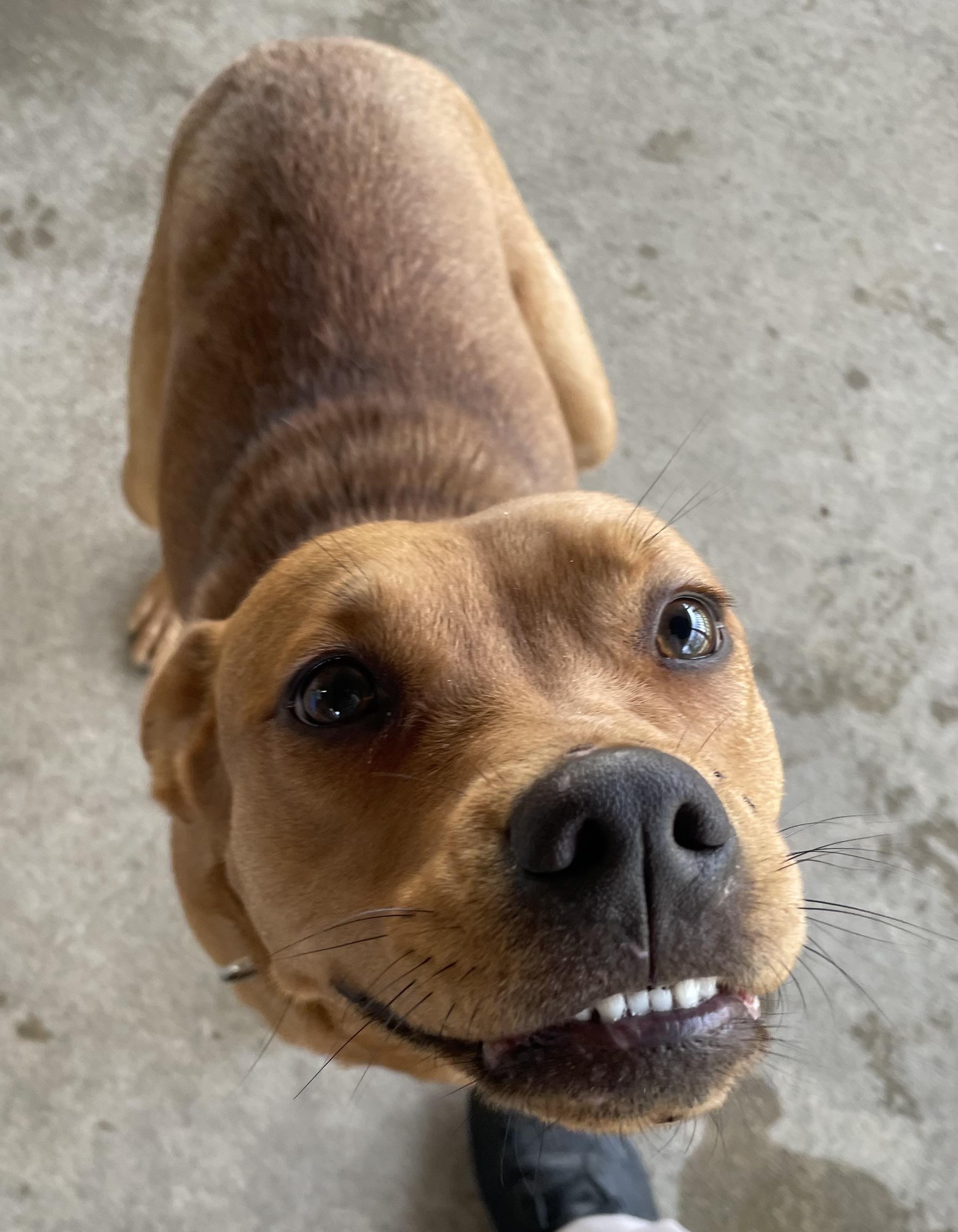 Inca. AVAILABLE , a ADOPTABLE Terrier in Canton, OH image 4/6