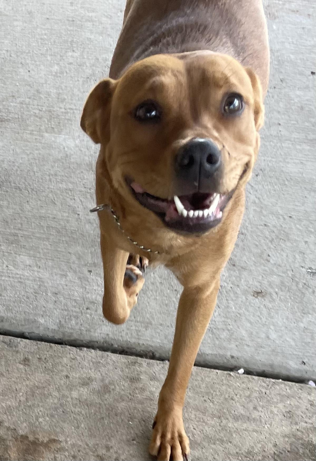 Inca. AVAILABLE , a ADOPTABLE Terrier in Canton, OH image 3/6