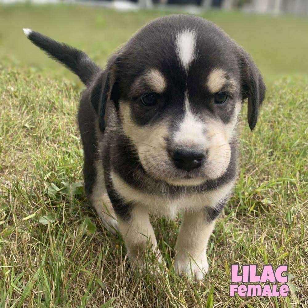 Enlarge Lilac, a Adopted mixed breed in Winnipeg, MB image 5/6