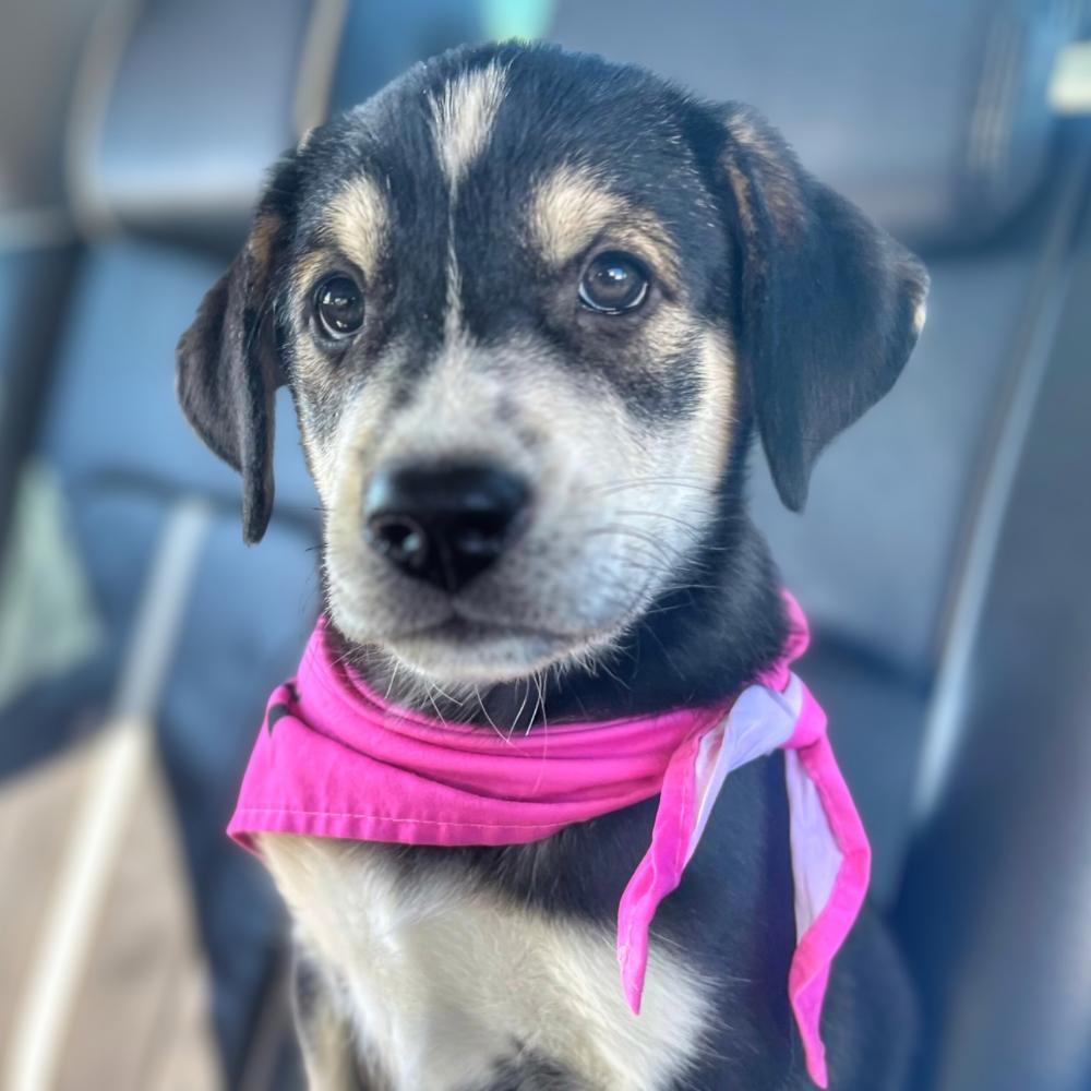 Lilac, Adopted, Puppy Female Labrador Retriever & Husky.