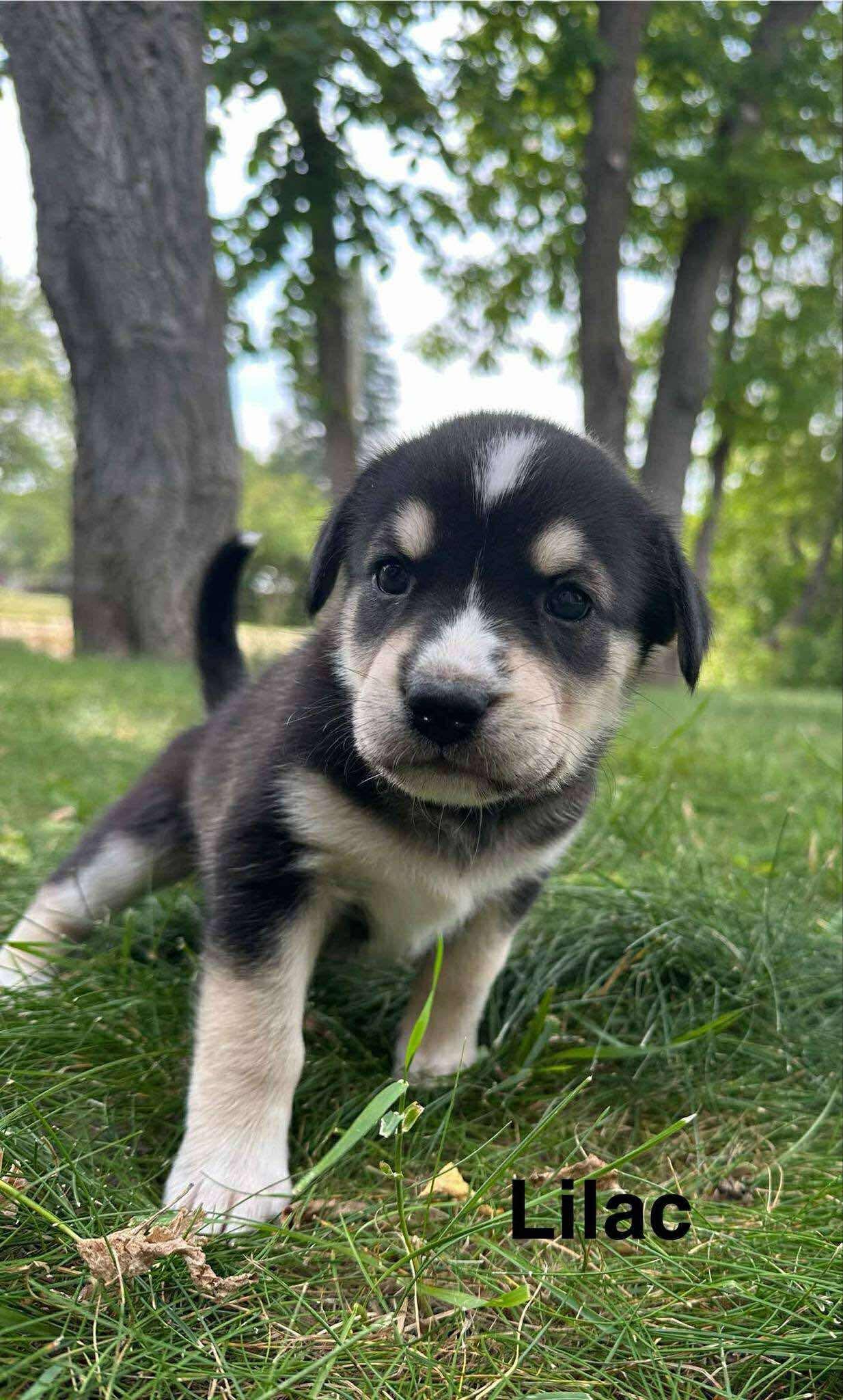 Enlarge Lilac, a Adopted mixed breed in Winnipeg, MB image 6/6