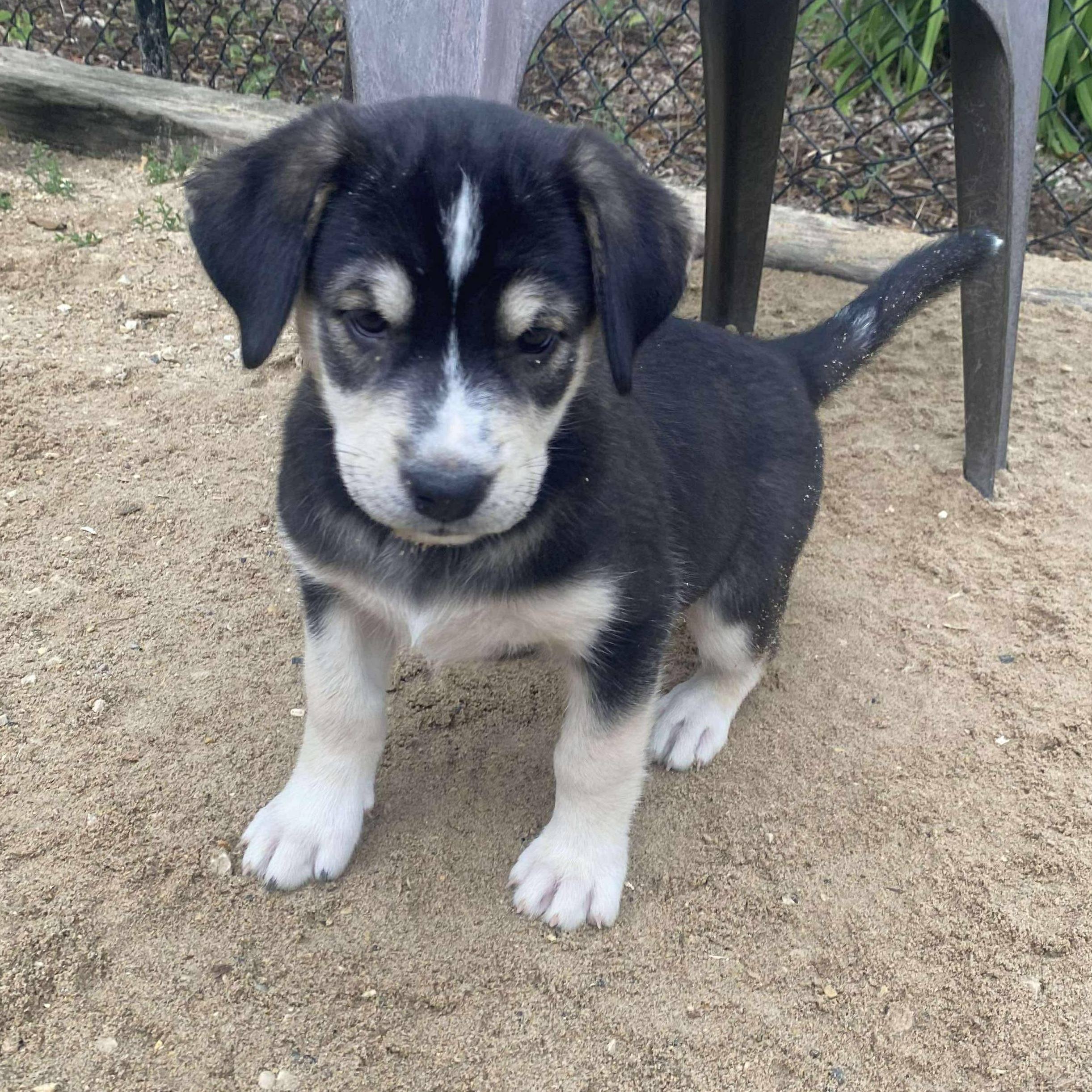 Lilac, an adoptable Labrador Retriever, Husky in Winnipeg, MB, R2C 1P2 | Photo Image 3