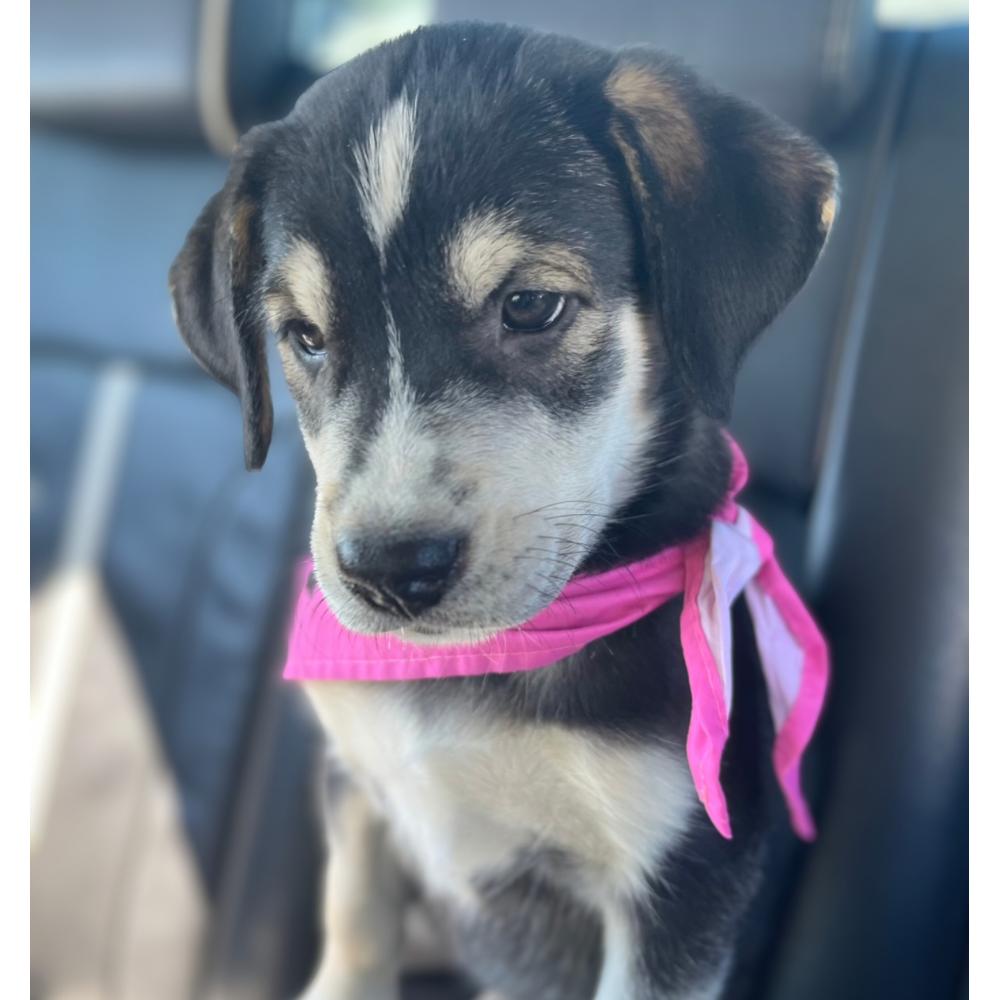 Enlarge Lilac, a Adopted mixed breed in Winnipeg, MB image 2/6