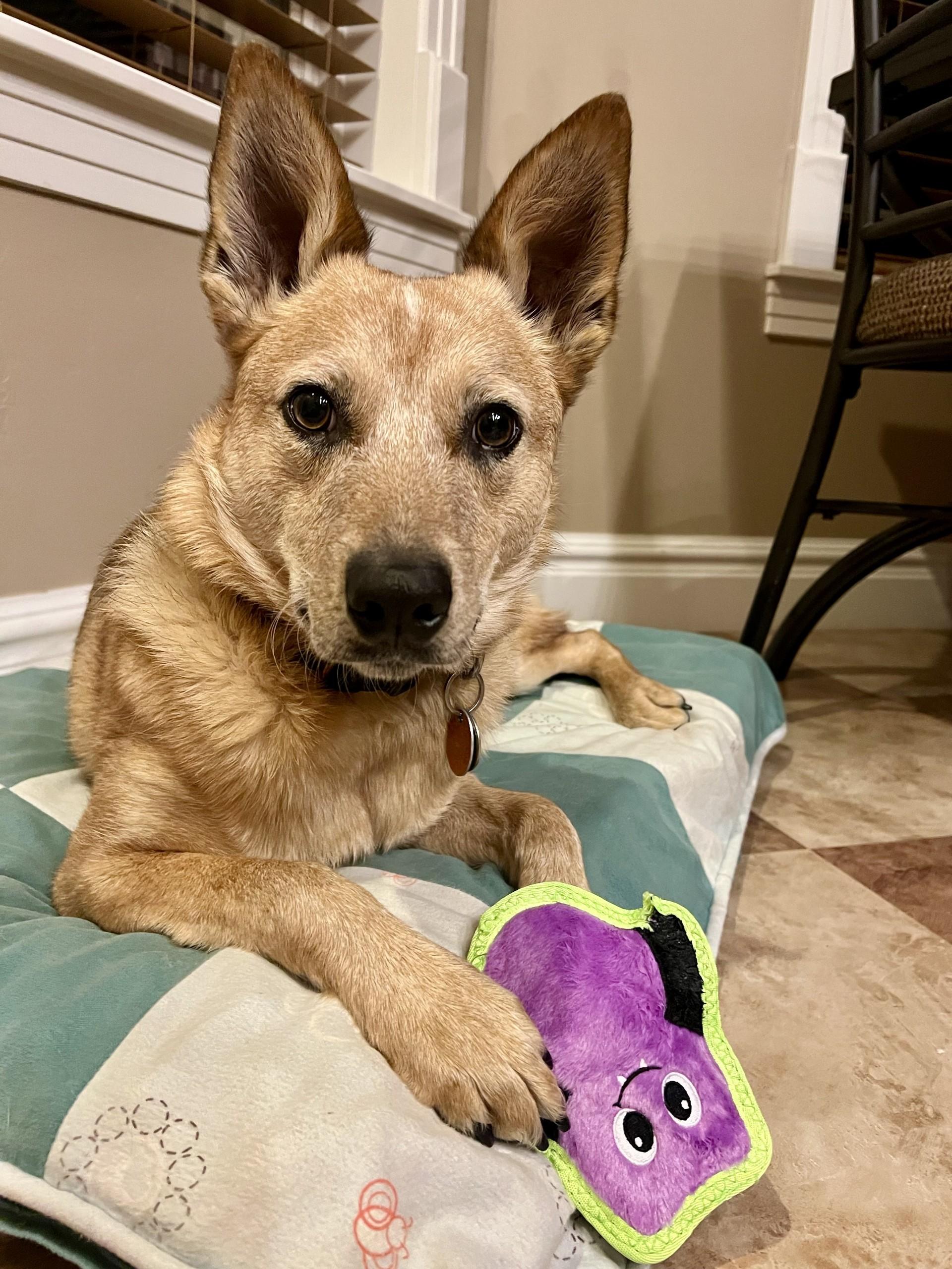 Enlarge Revy, a ADOPTABLE Australian Cattle Dog / Blue Heeler in Boise, ID image 3/4