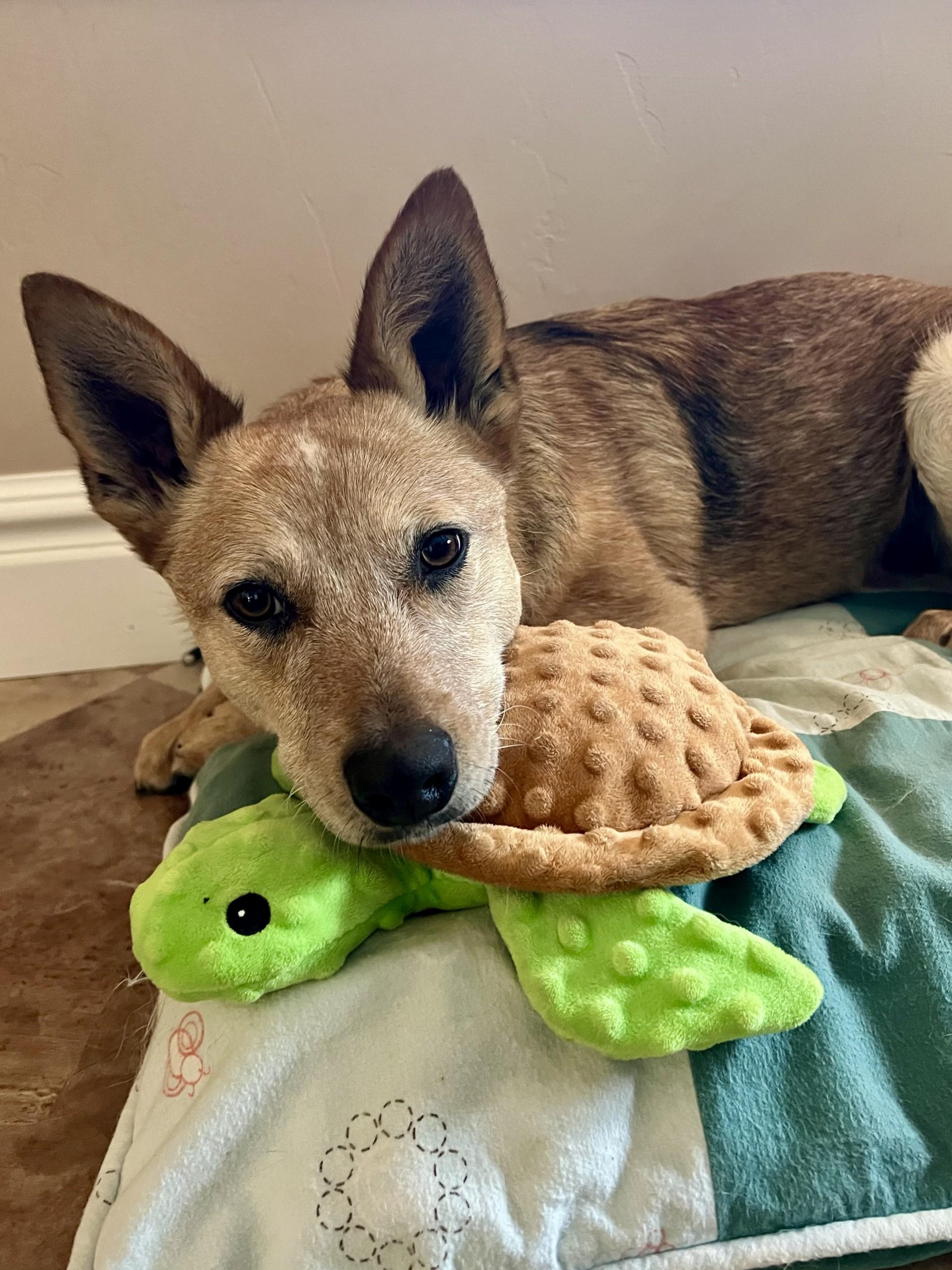 Enlarge Revy, a ADOPTABLE Australian Cattle Dog / Blue Heeler in Boise, ID image 4/4