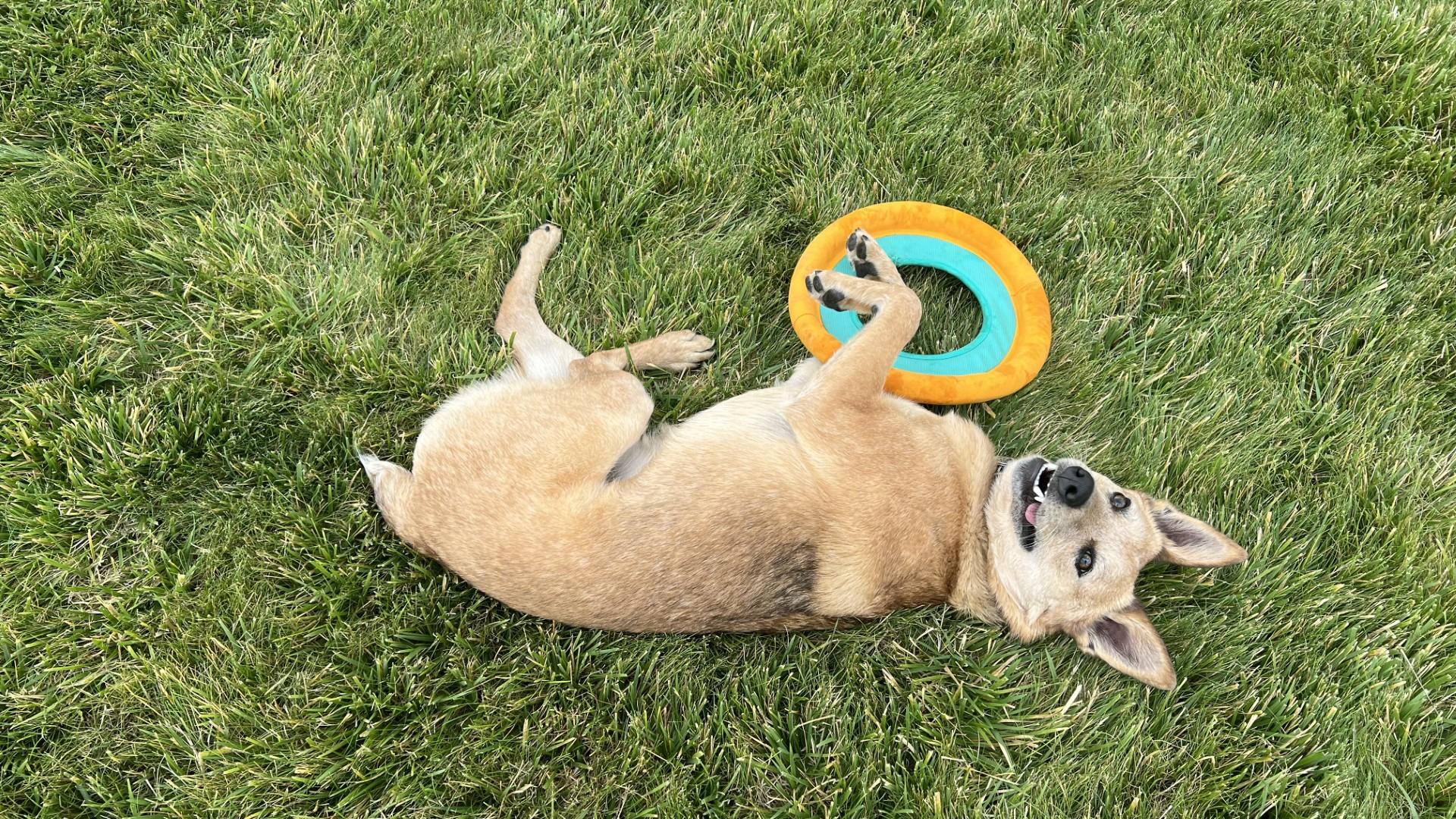 Enlarge Revy, a ADOPTABLE Australian Cattle Dog / Blue Heeler in Boise, ID image 2/4
