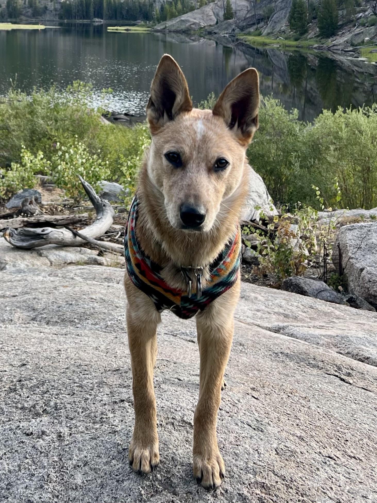 Revy, ADOPTABLE, Young Male Australian Cattle Dog / Blue Heeler.