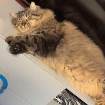 Jerry, ADOPTABLE, Adult • Male, Siberian.