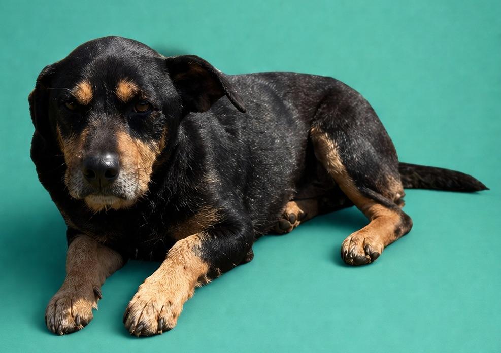 Enlarge Furman, a Adoptable mixed breed in Wauchula, FL image 1/1