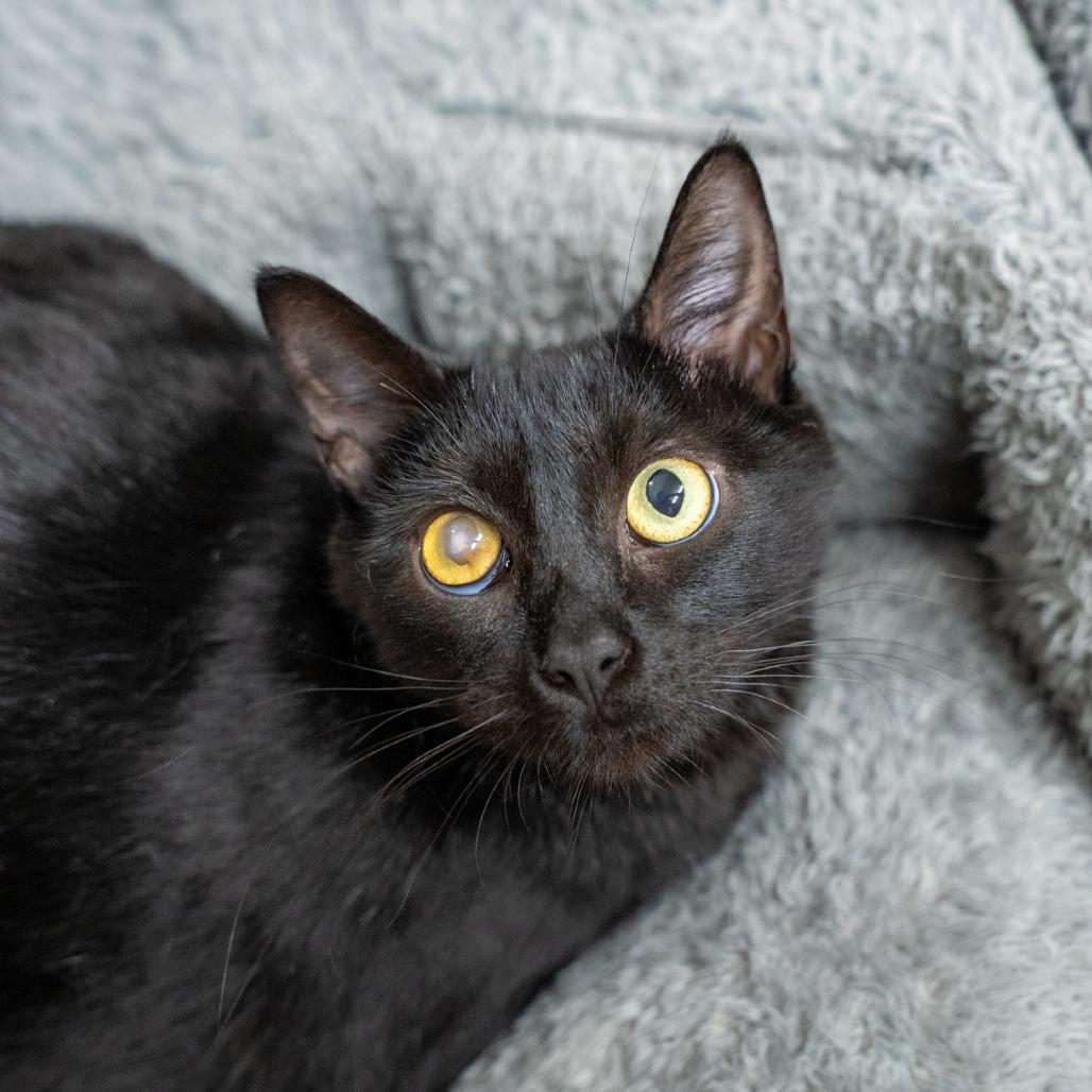 Izzy, Adoptable, Young Female Domestic Short Hair.