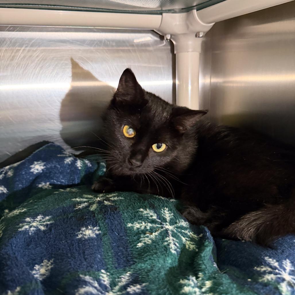 Izzy, a Adoptable Domestic Short Hair in Gainesville, GA image 2/5