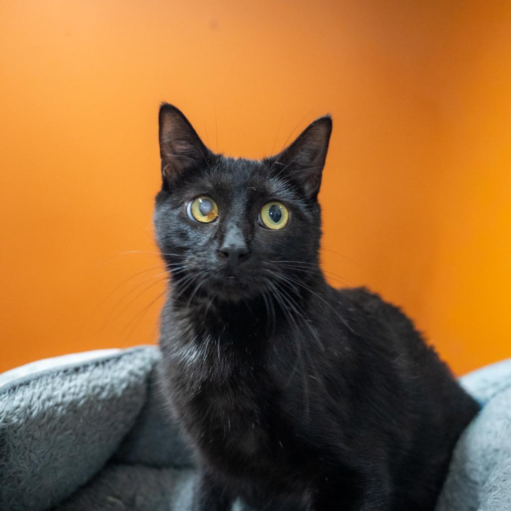 Izzy, a Adoptable Domestic Short Hair in Gainesville, GA image 3/5