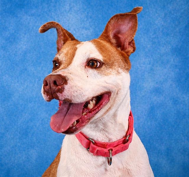 DAPHNE, Adoptable, Adult Female Pit Bull Terrier.