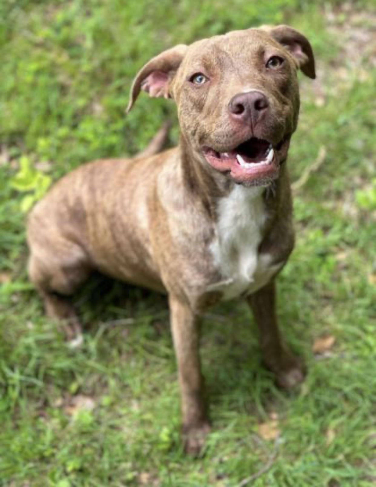 Enlarge Branch, a Adopted mixed breed in Horse Shoe, NC image 1/4