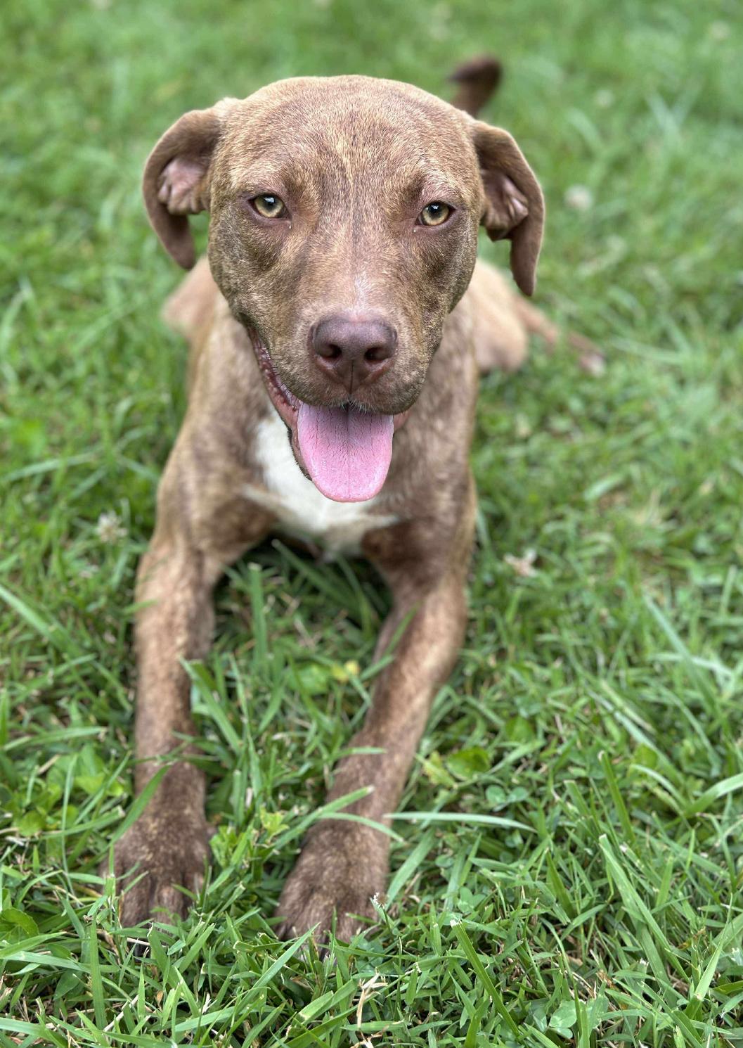 Enlarge Branch, a Adopted mixed breed in Horse Shoe, NC image 3/4