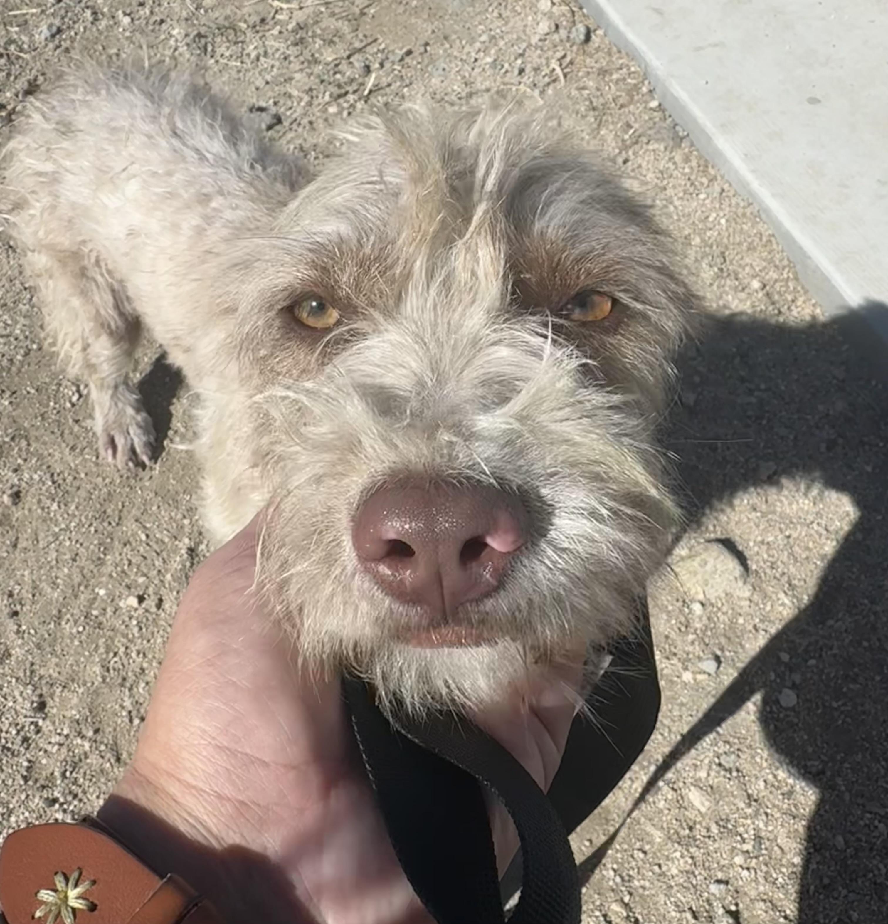 Pumpkin, a Adoptable Cairn Terrier in Van Nuys, CA image 3/3