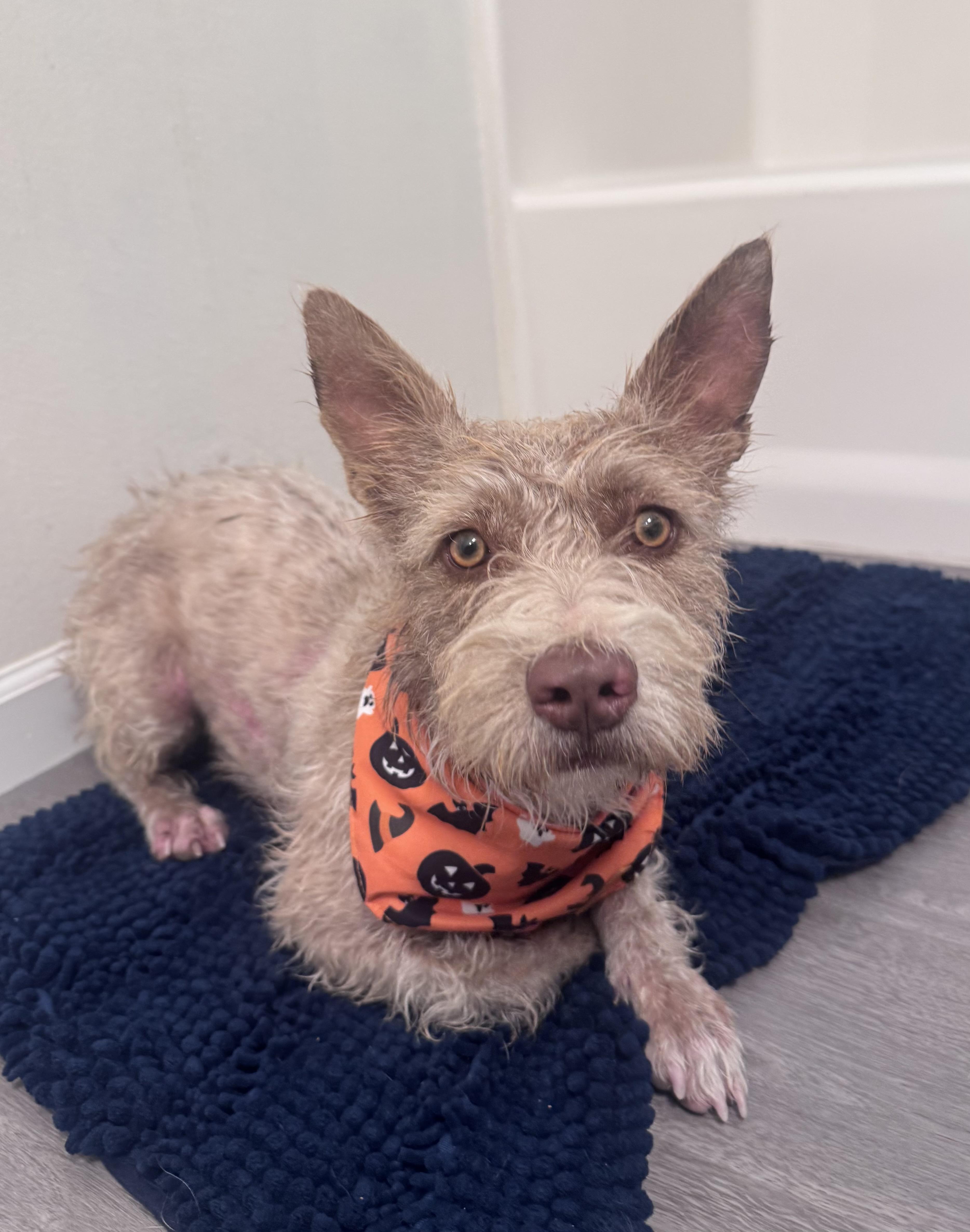 Pumpkin, a Adoptable Cairn Terrier in Van Nuys, CA image 2/3