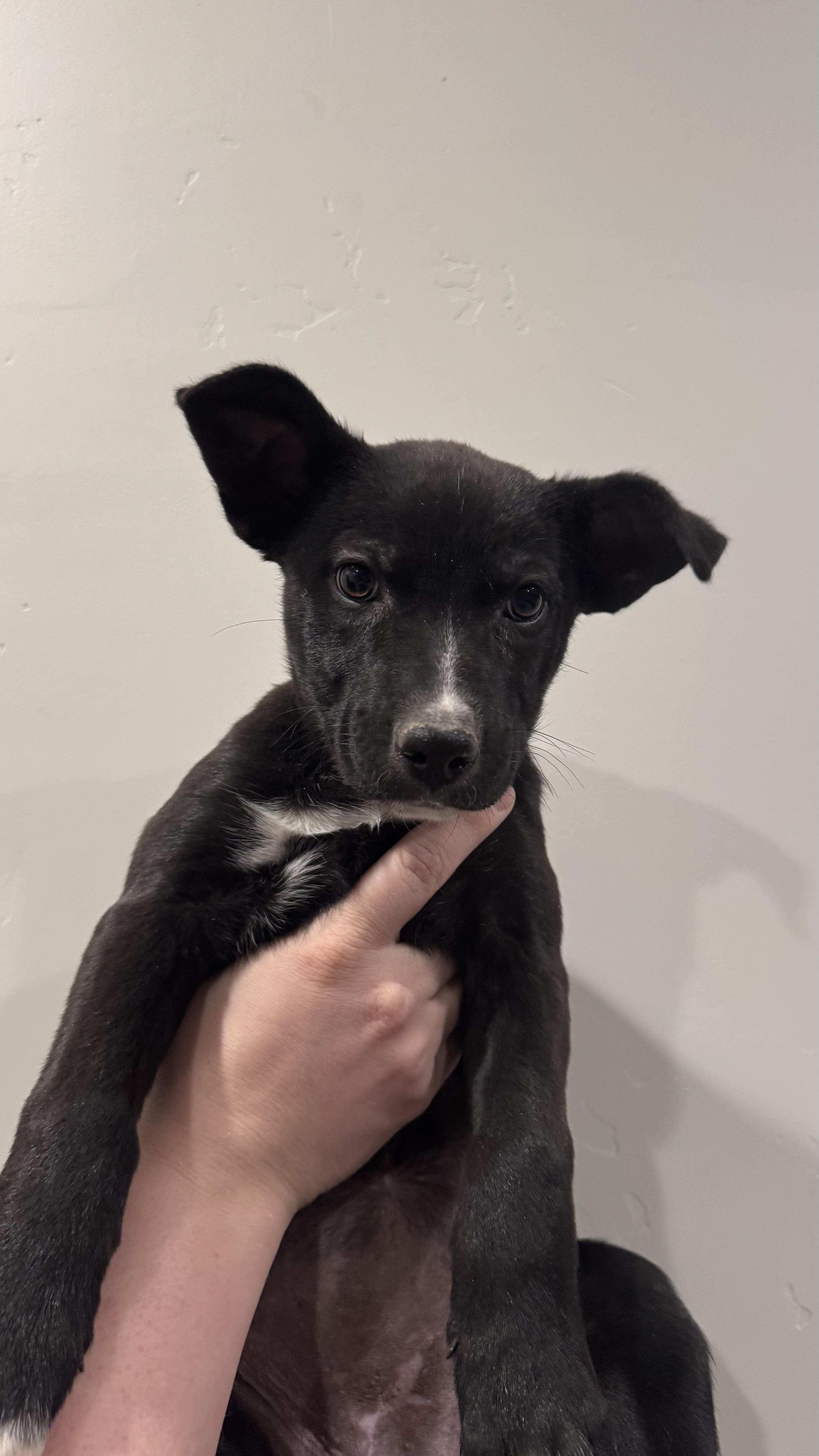 Enlarge Maizy, an adopted mixed breed in Rio Rancho, NM image 1/1