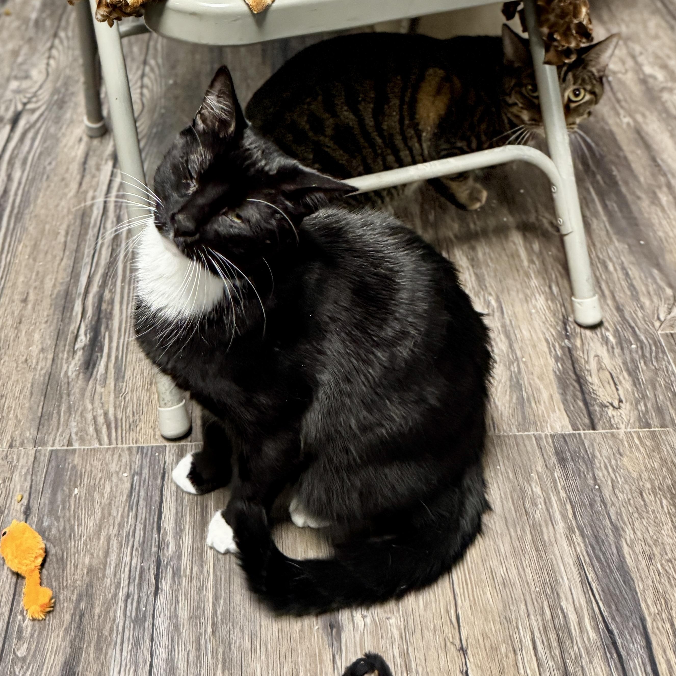 Spiderman, a Adoptable mixed breed in Chicago, IL image 2/8