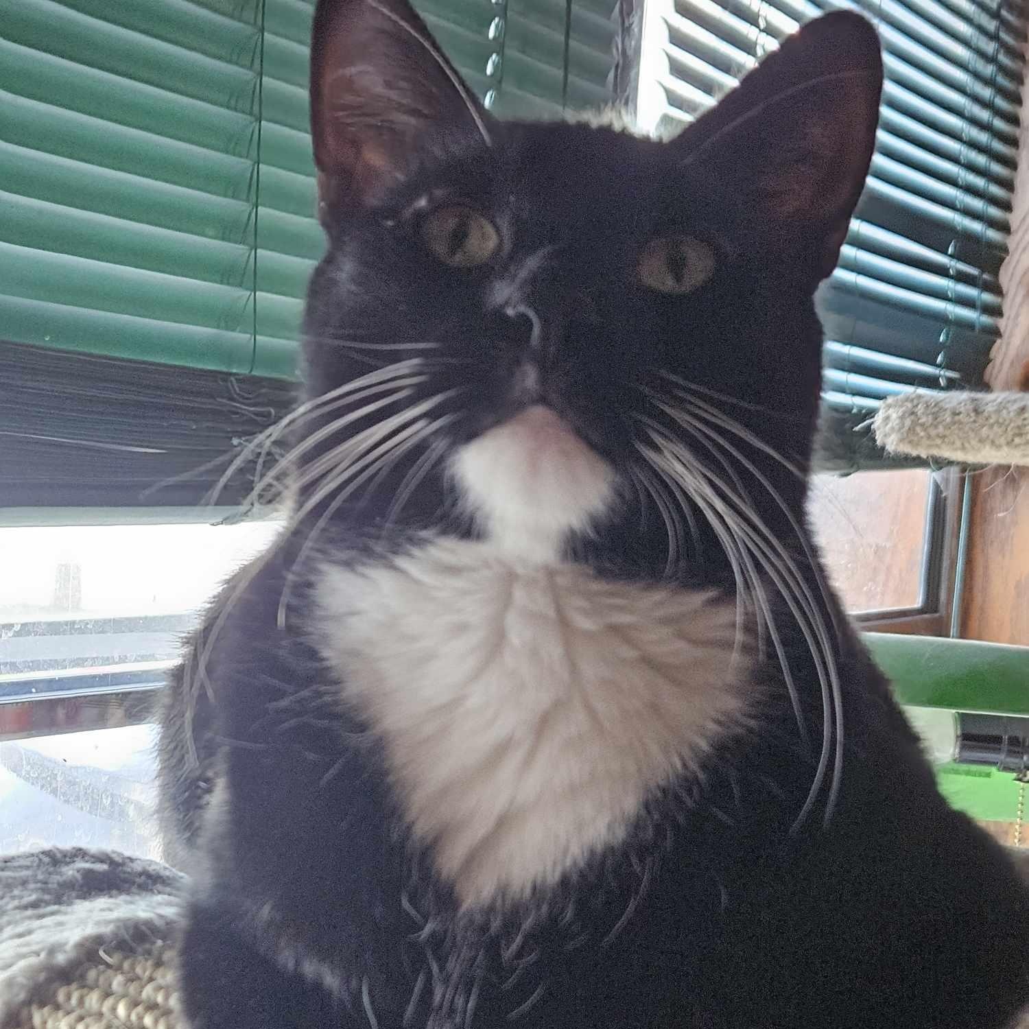 Spiderman, Adoptable, Adult Male Domestic Short Hair.