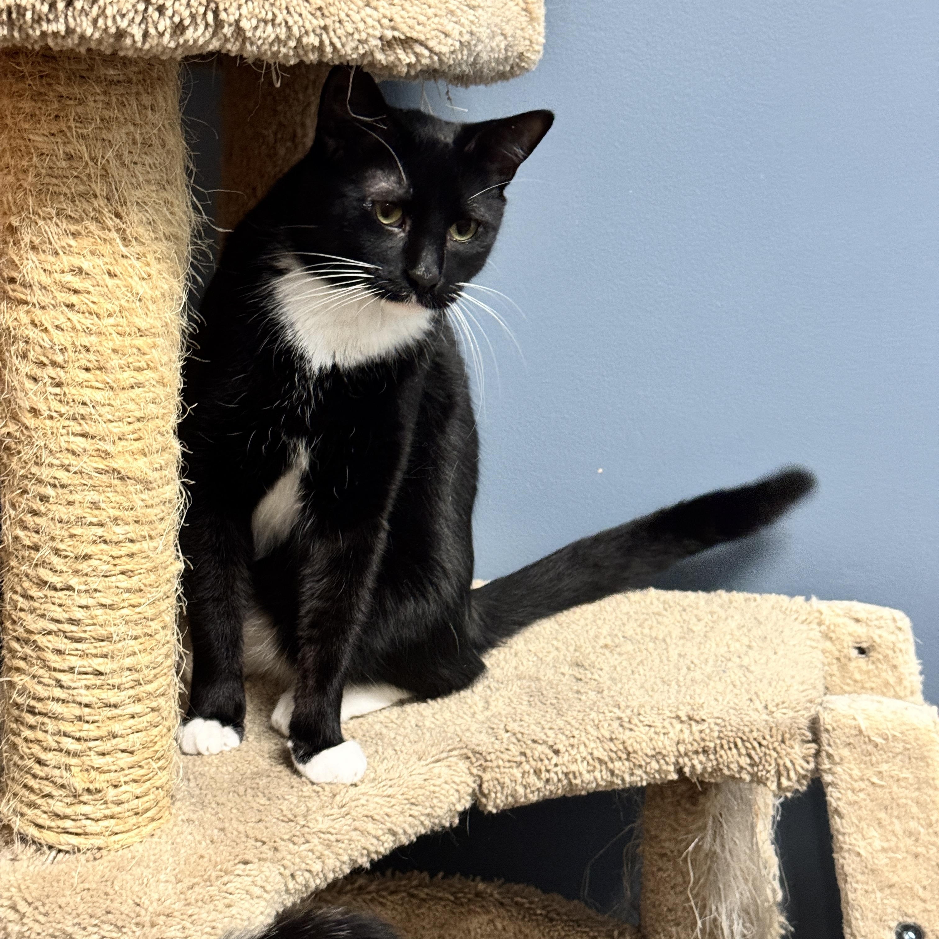 Spiderman, Adoptable, Adult Male Domestic Short Hair.