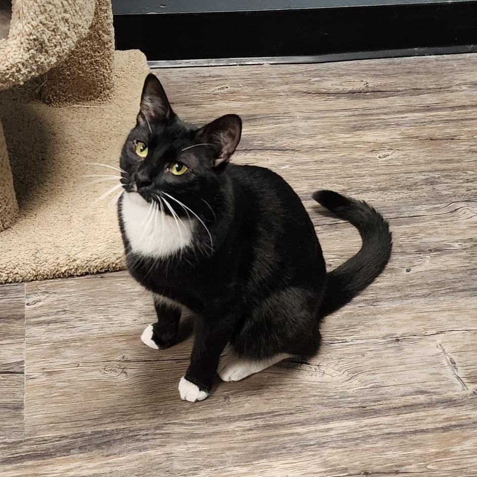 Spiderman, a Adoptable mixed breed in Chicago, IL image 6/8