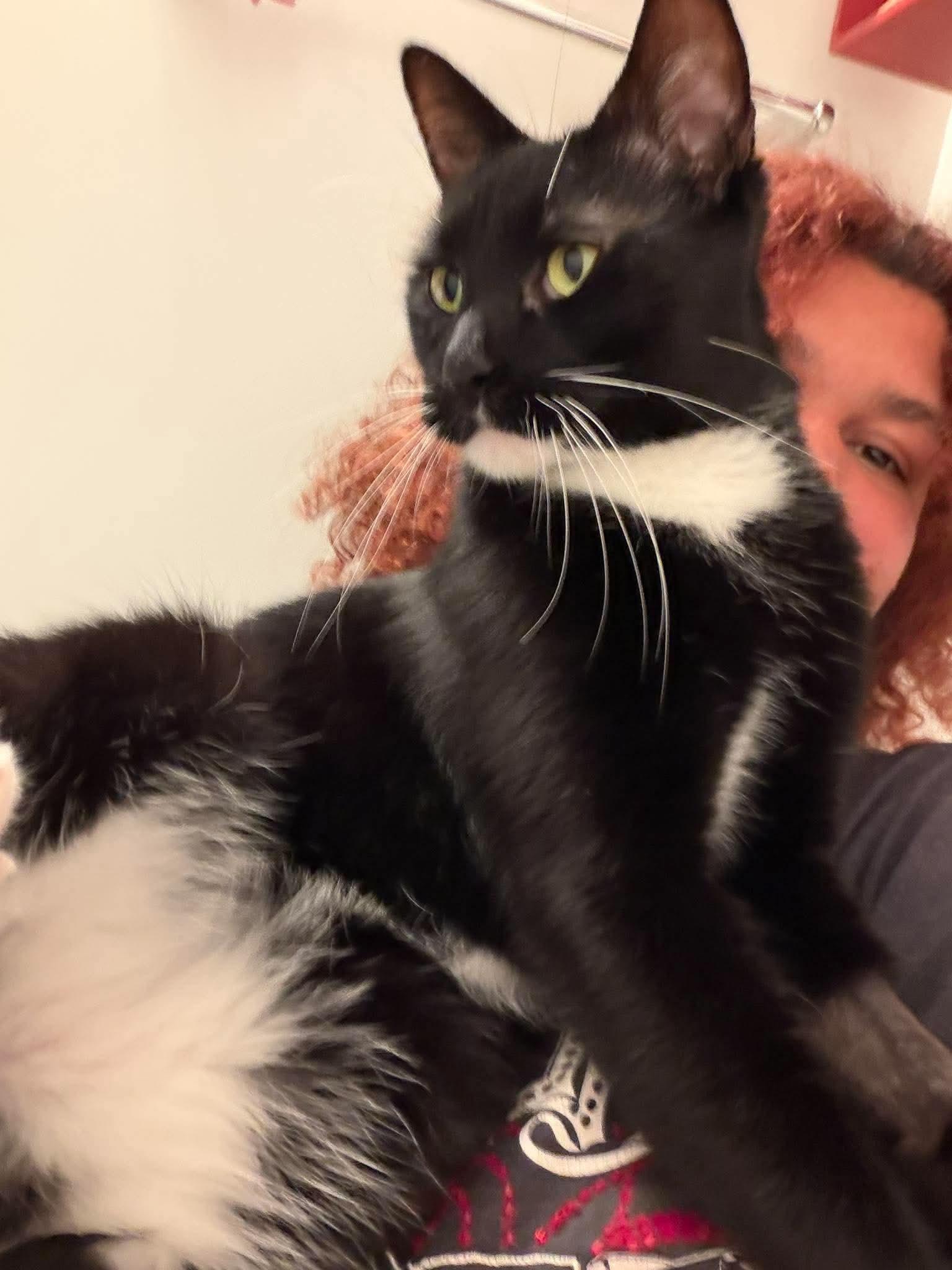Enlarge Spiderman, a Adoptable mixed breed in Chicago, IL image 2/6