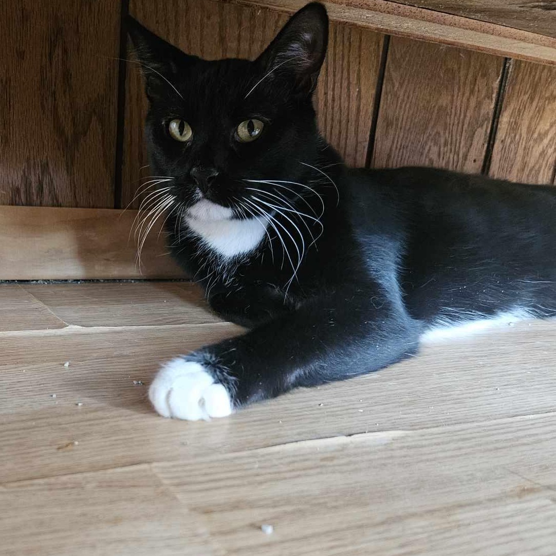 Enlarge Spiderman, a Adoptable mixed breed in Chicago, IL image 8/8