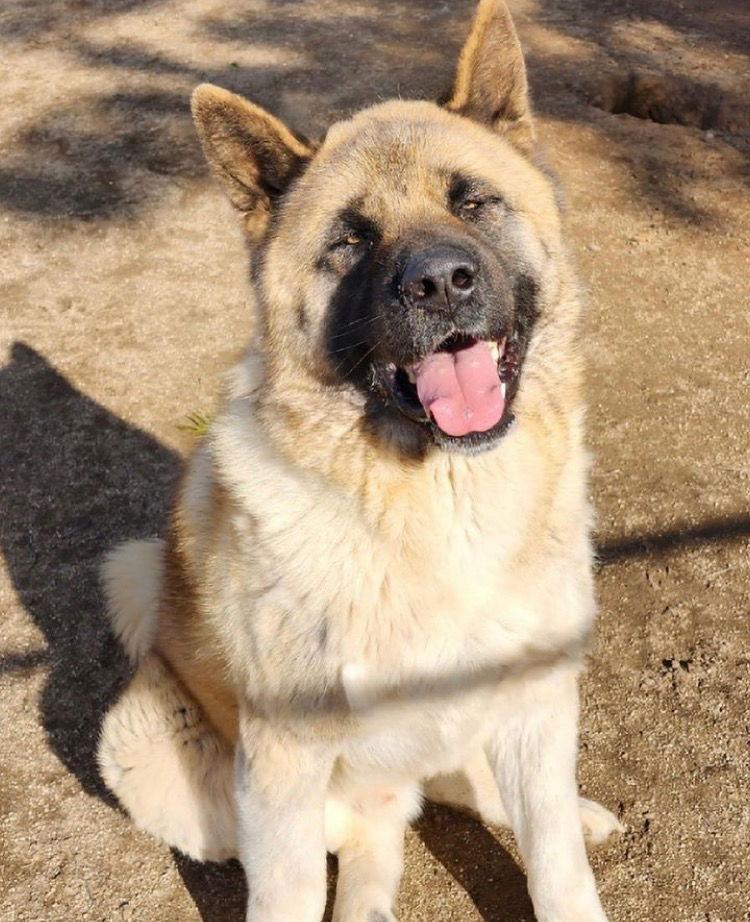 Enlarge Formoso, a Adoptable Akita in Romoland, CA image 1/3