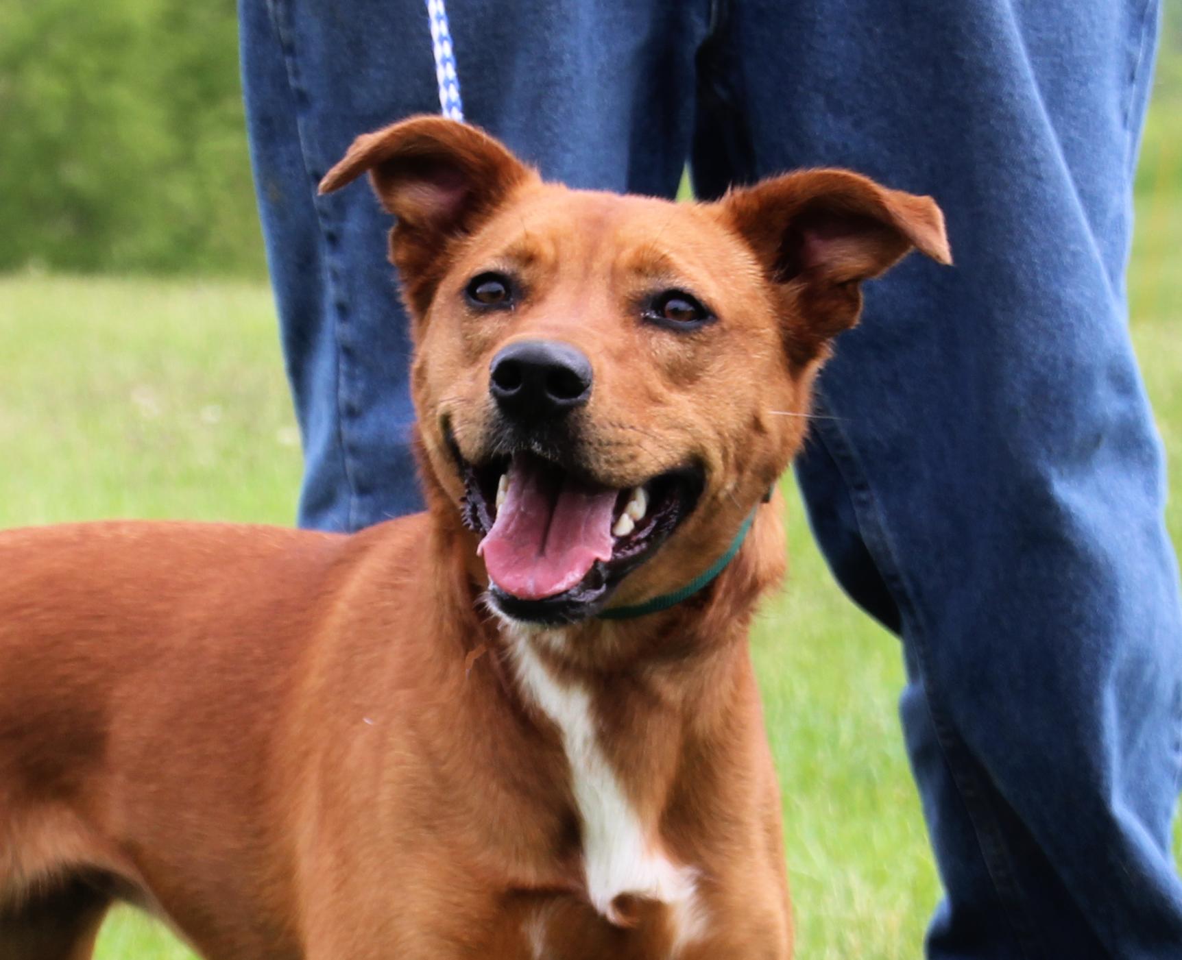 Roxie, Adopted, Adult Female Mixed Breed.