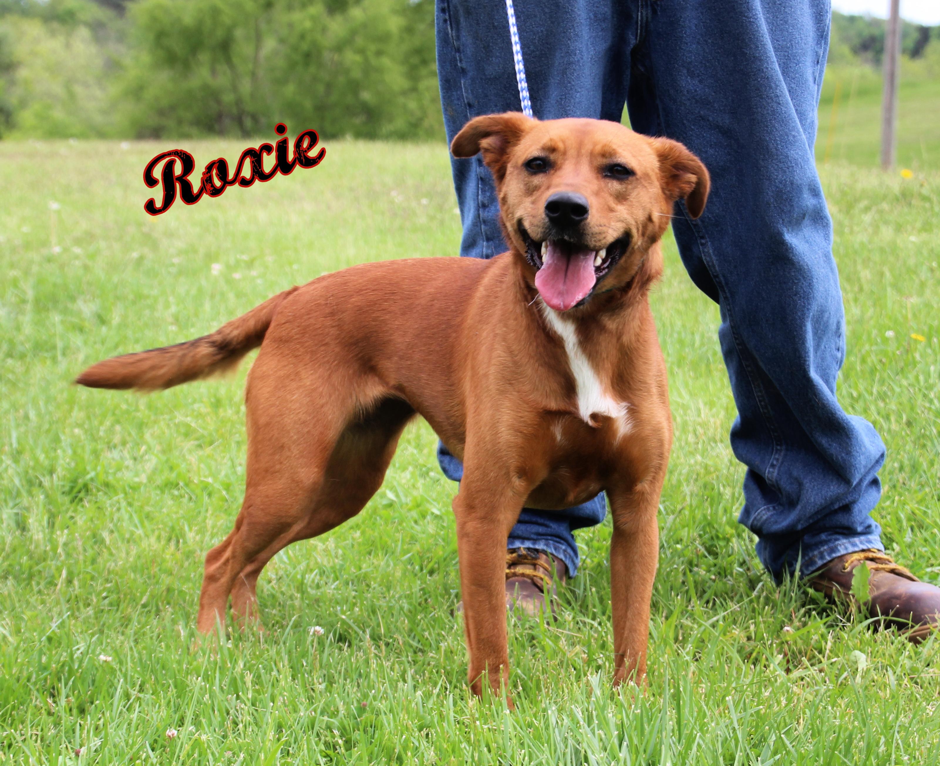 Enlarge Roxie, a Adopted Mixed Breed in Hardinsburg, KY image 2/2