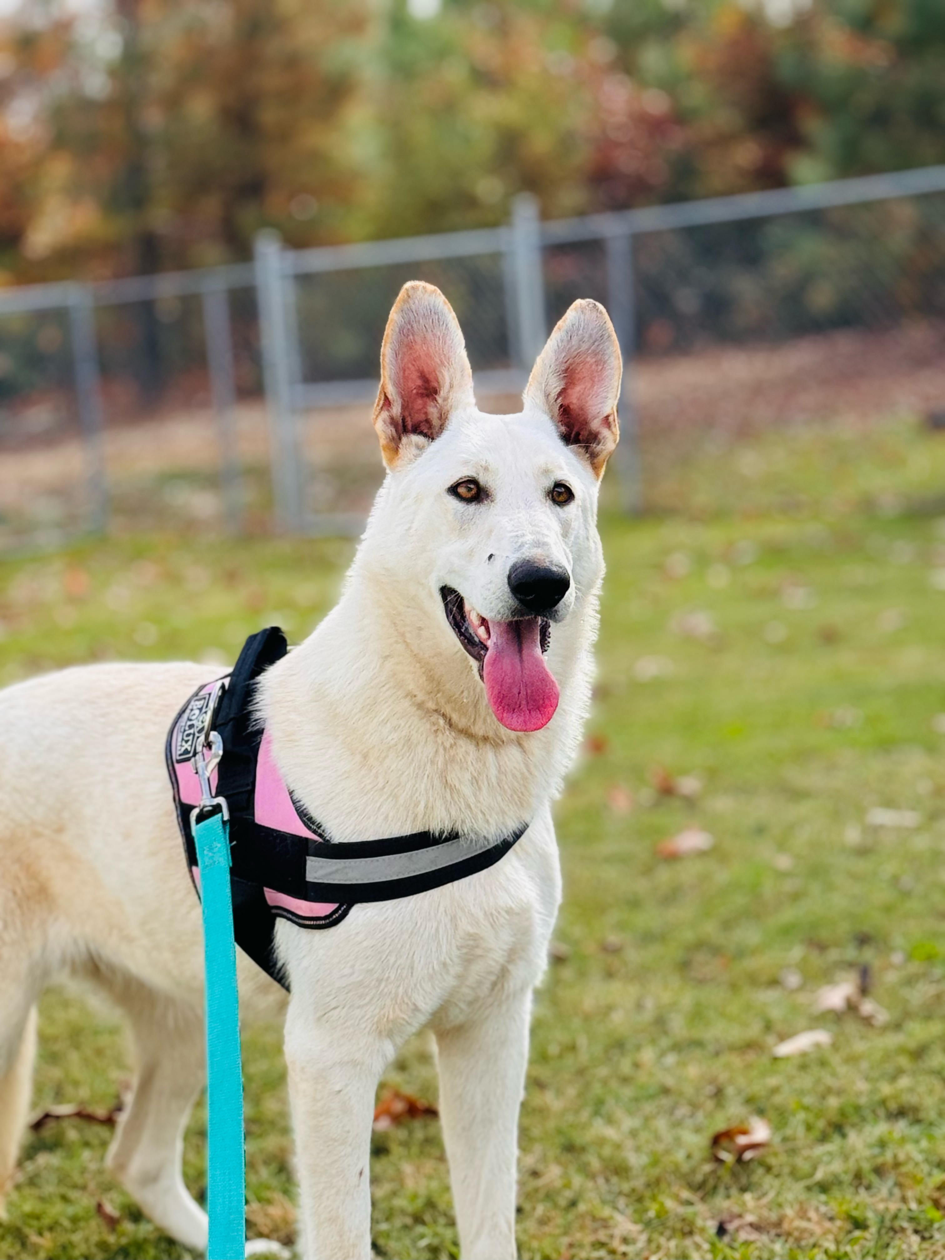 Reba, Young Female German Shepherd Dog