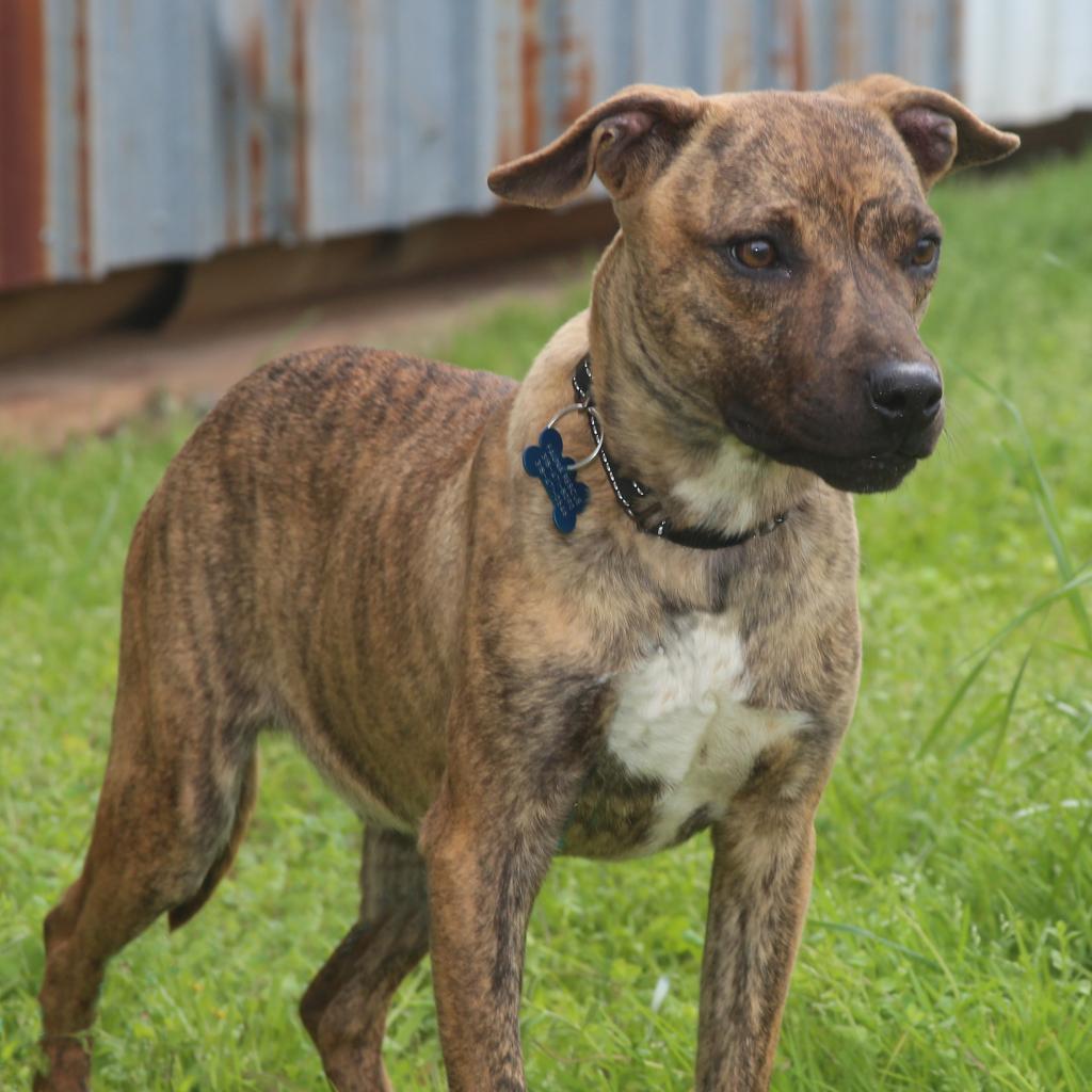 Ralphi the TIGER, Adoptable, Adult Male Plott Hound.
