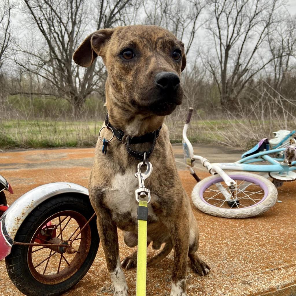 Enlarge Ralphi the TIGER, a Adoptable Plott Hound in Natchitoches, LA image 2/6