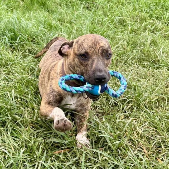 Ralphi the TIGER, a Adoptable Plott Hound in Natchitoches, LA image 2/6