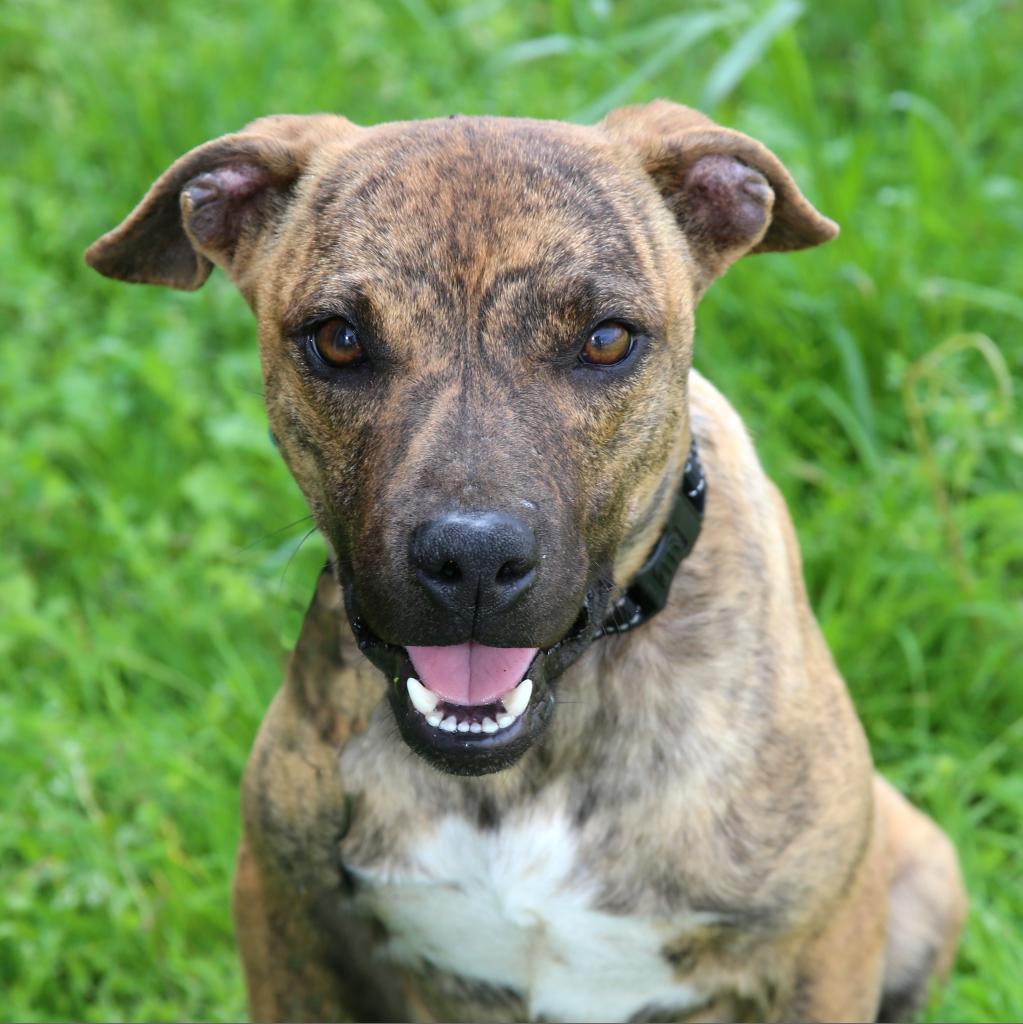 Enlarge Ralphi the TIGER, a Adoptable Plott Hound in Natchitoches, LA image 3/6