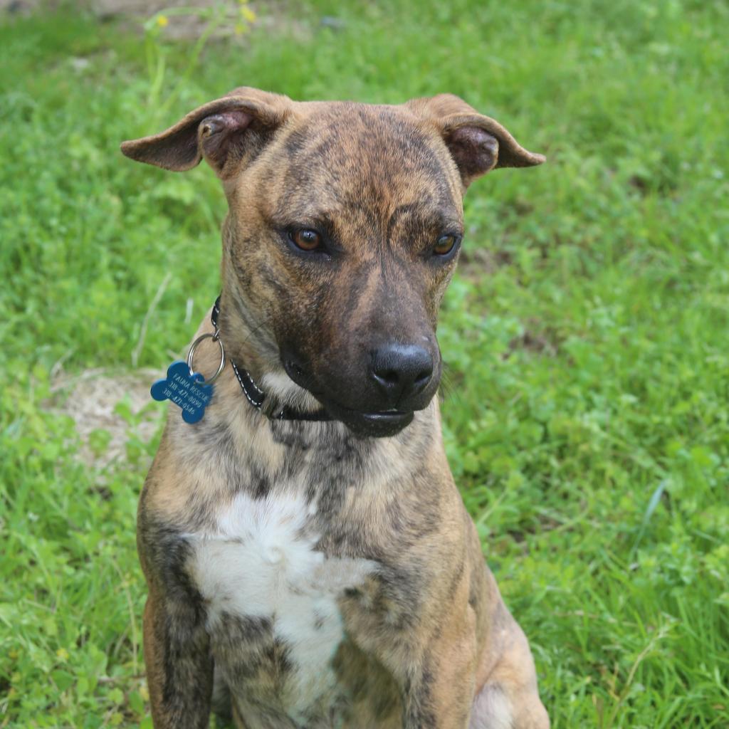 Enlarge Ralphi the TIGER, a Adoptable Plott Hound in Natchitoches, LA image 4/6