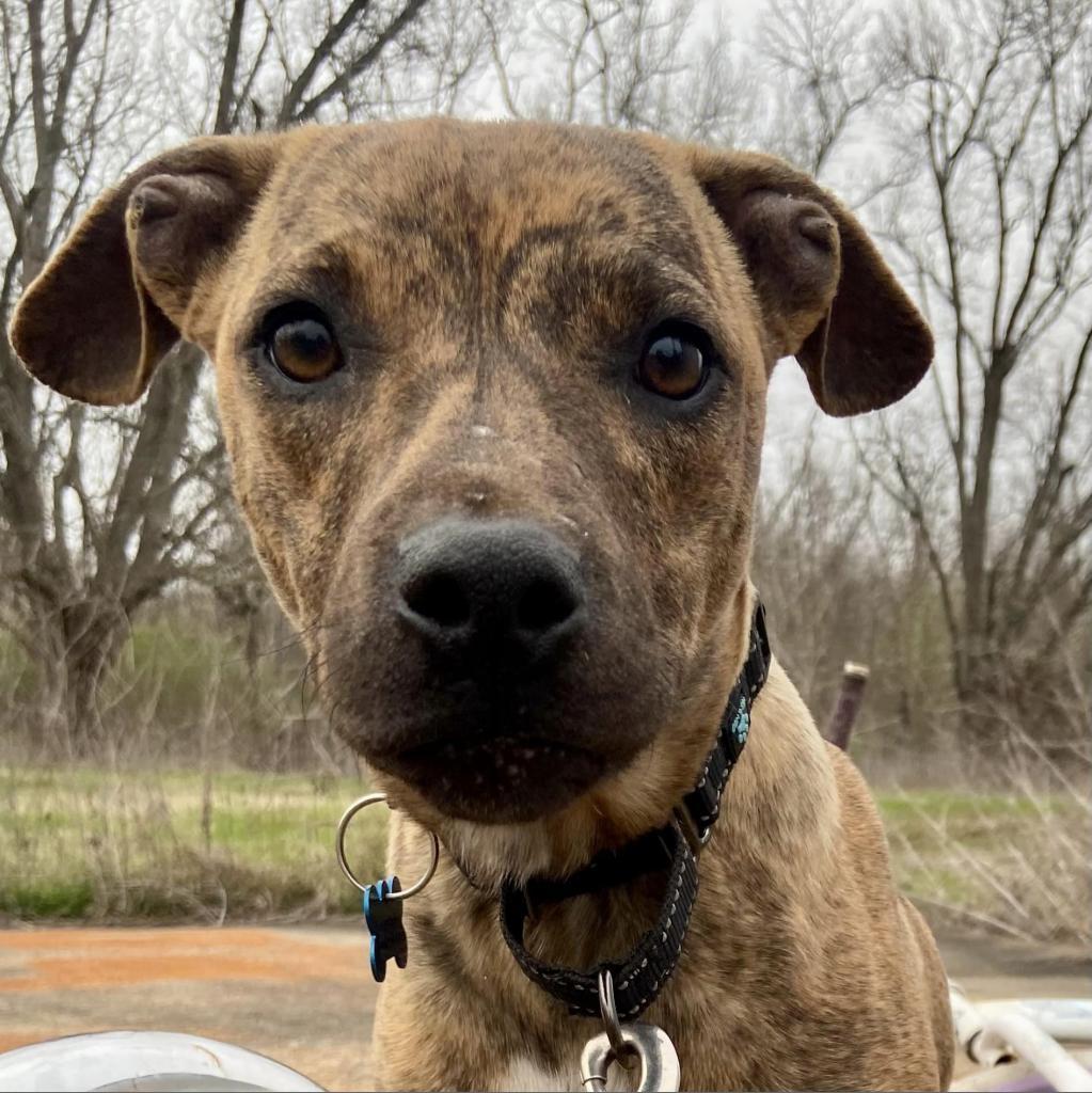 Enlarge Ralphi the TIGER, a Adoptable Plott Hound in Natchitoches, LA image 5/6
