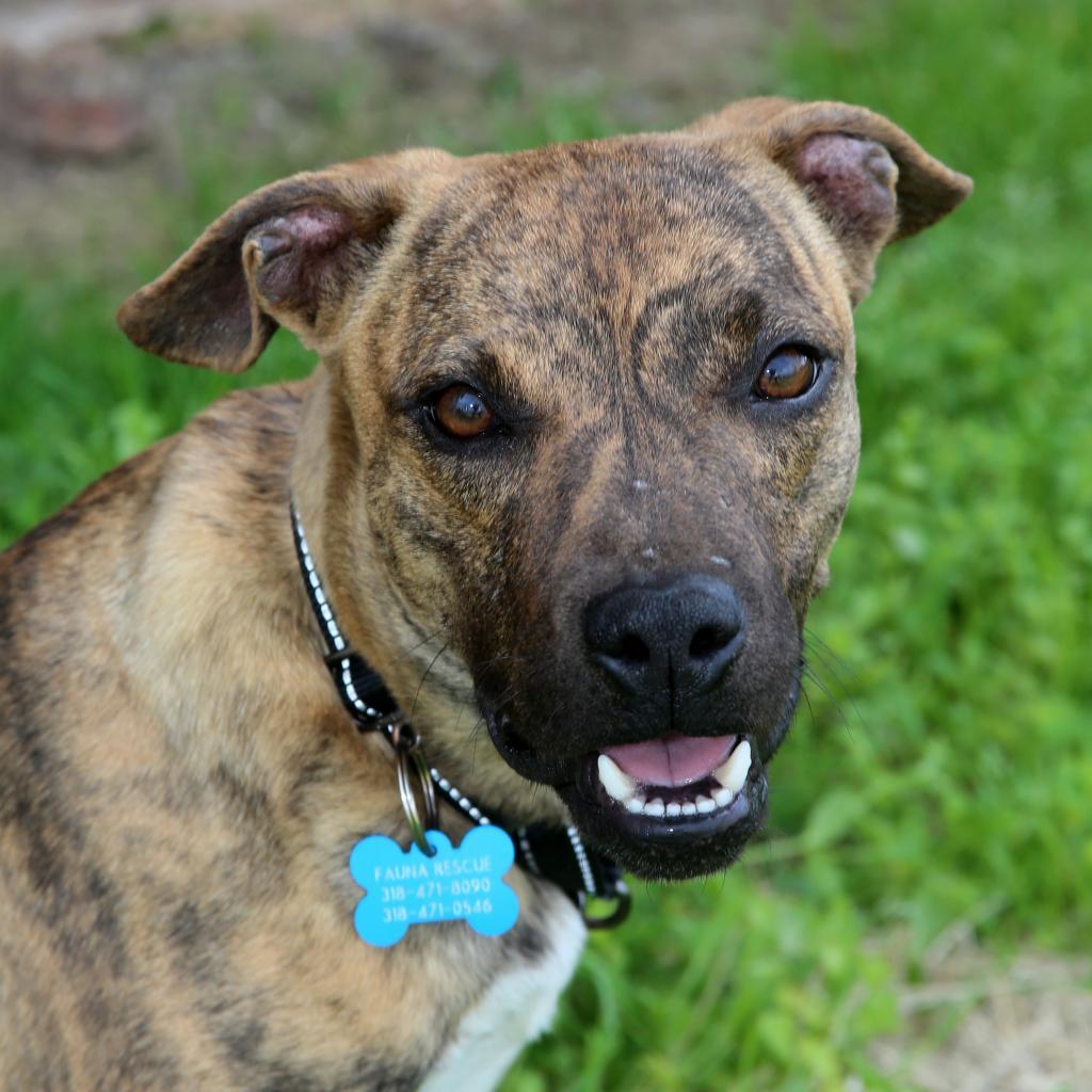 Enlarge Ralphi the TIGER, a Adoptable Plott Hound in Natchitoches, LA image 6/6
