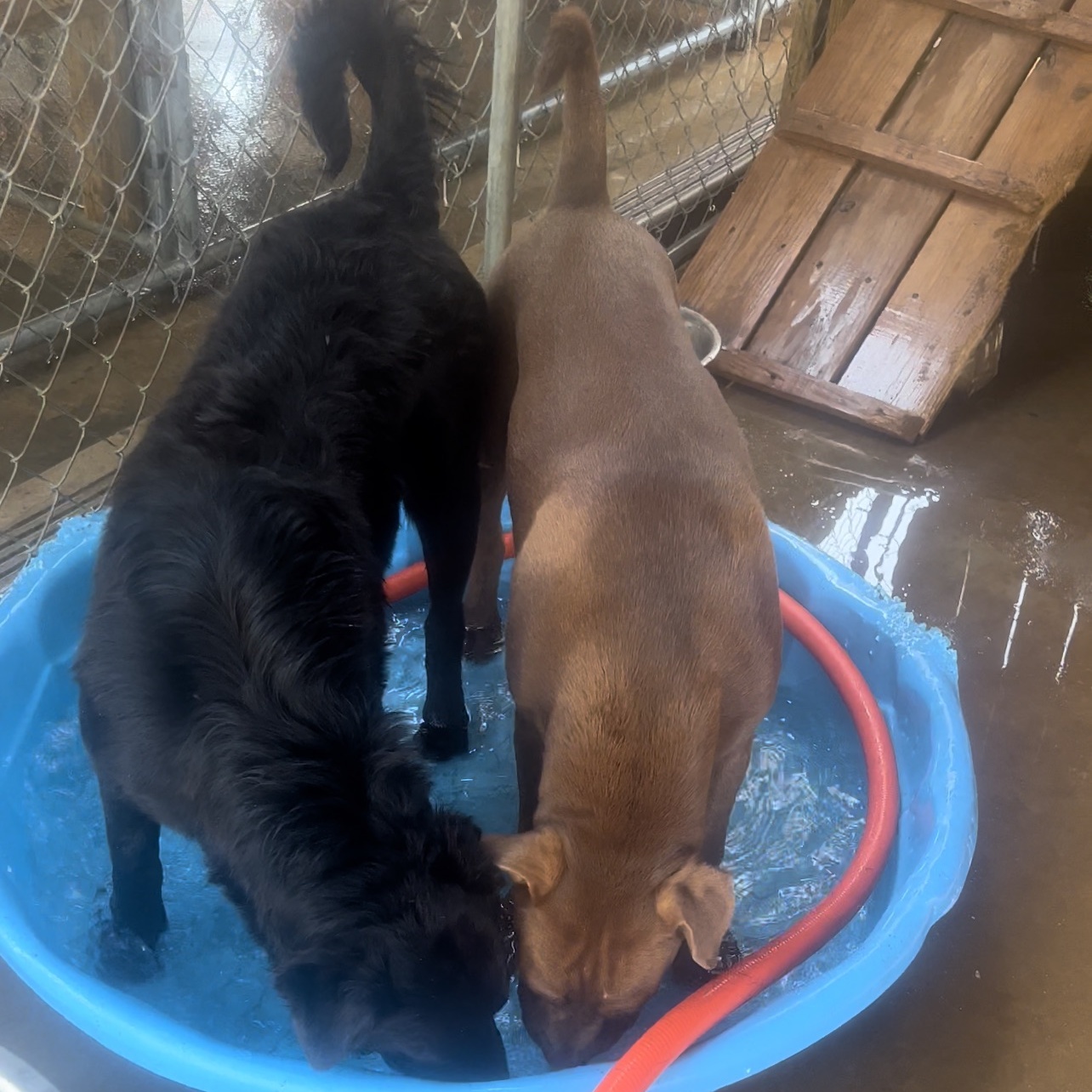 Sassy, a Adoptable mixed breed in Leesburg, GA image 3/3