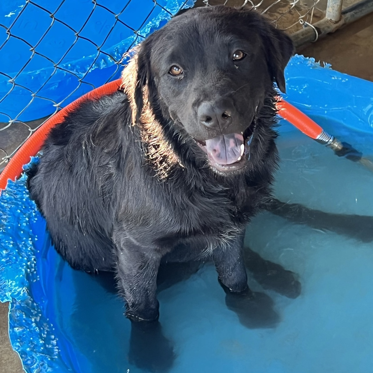 Sassy, Adoptable, Young Female Shiba Inu & Chow Chow.
