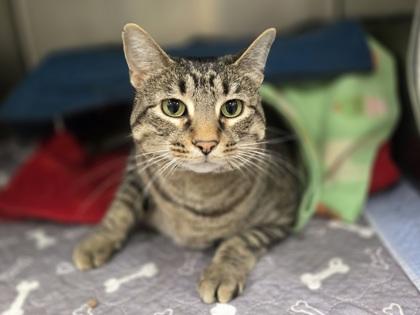 Sam, a Adoptable mixed breed in Golden Valley, MN image 1/2
