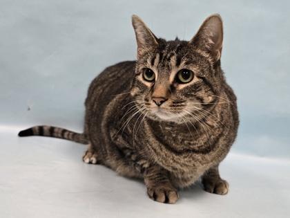 Sam, a Adoptable mixed breed in Golden Valley, MN image 2/2