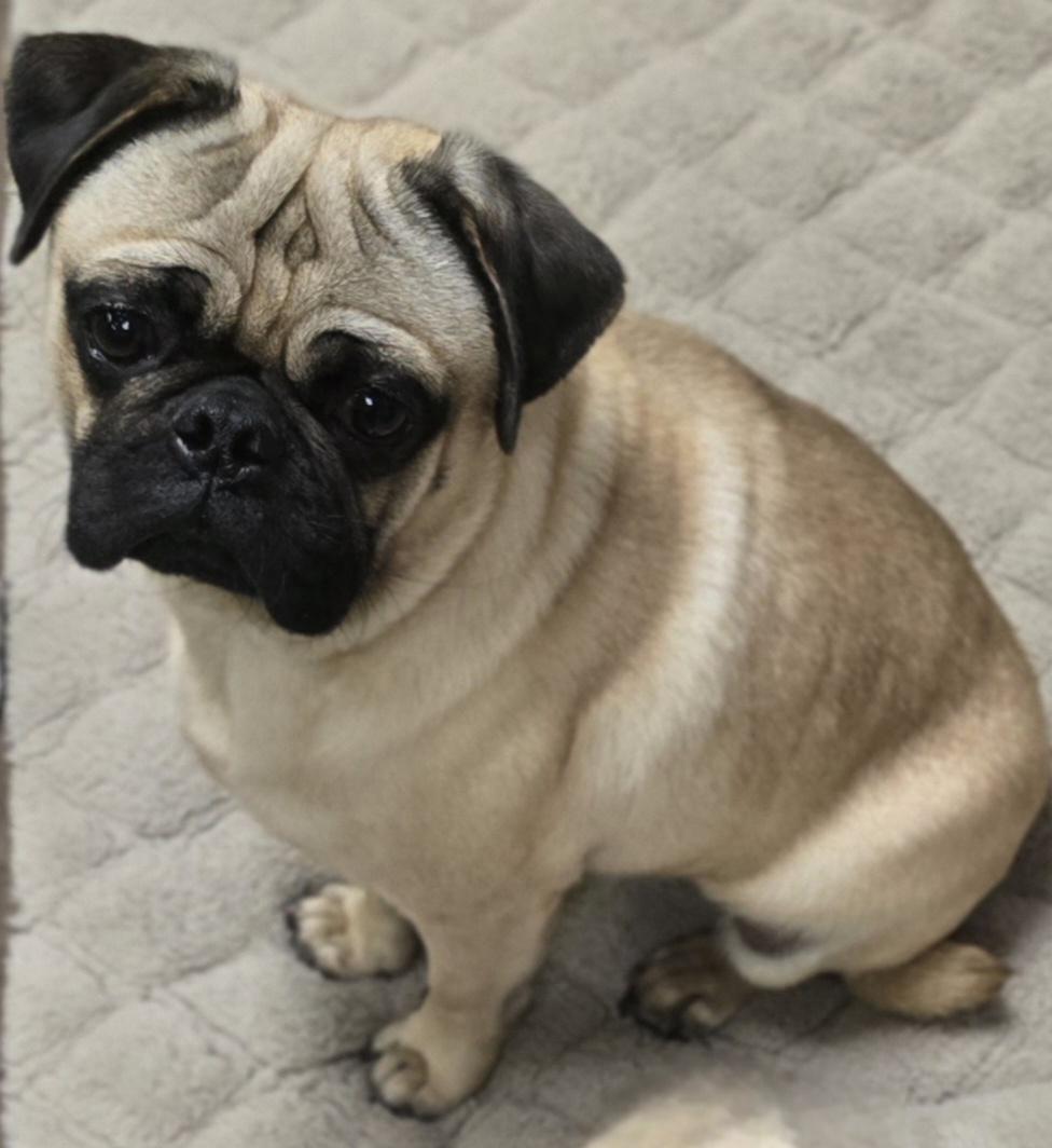 Frank, Adopted, Young Male Pug.
