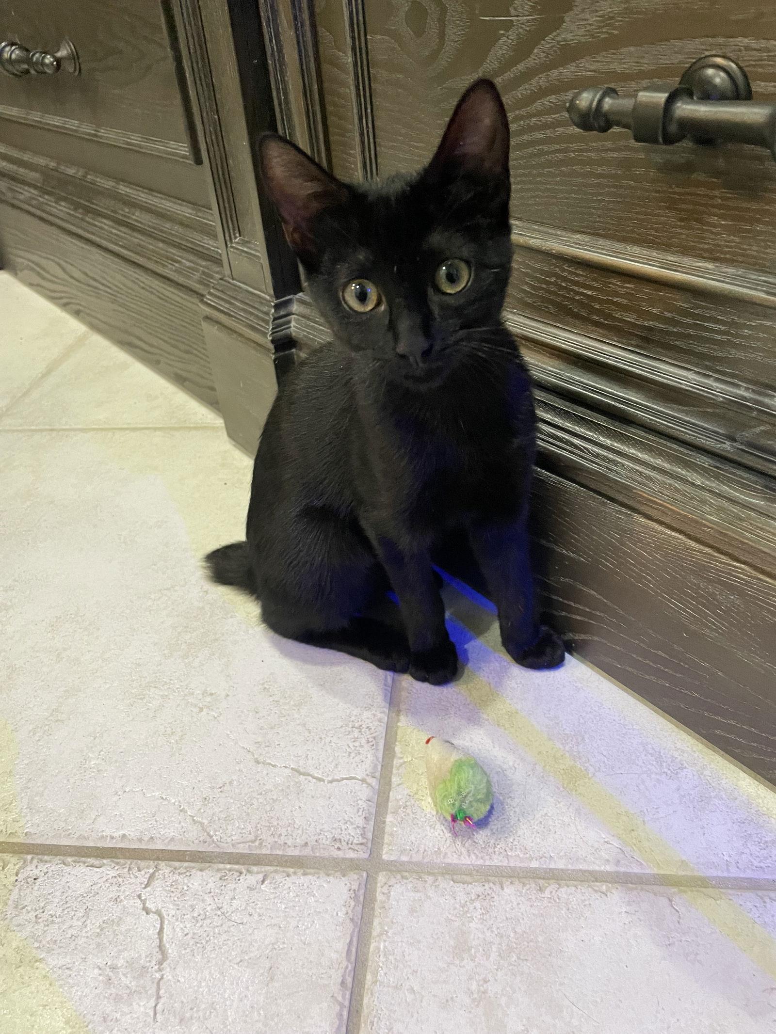 Mason (bobtail), Adoptable, Young Male Domestic Short Hair.